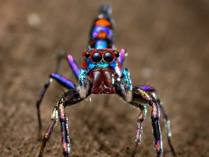 The most colorful spider - Spider, beauty, The photo