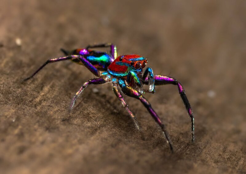 The most colorful spider - Spider, beauty, The photo