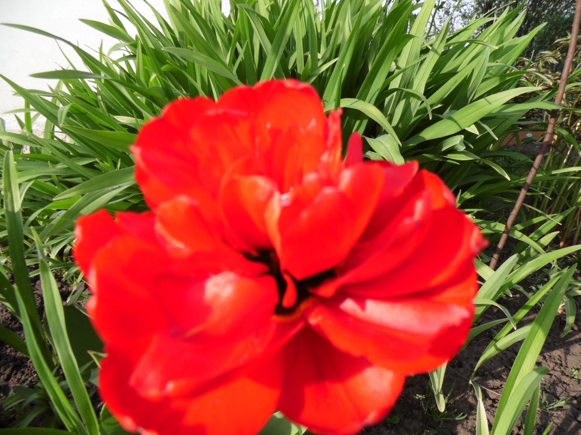 2014. I bought a new camera and started taking pictures of everything. We got some flowers for the shot. How? - My, Flowers, Dacha, 2014, Camera, Foreshortening, Frame, In succession