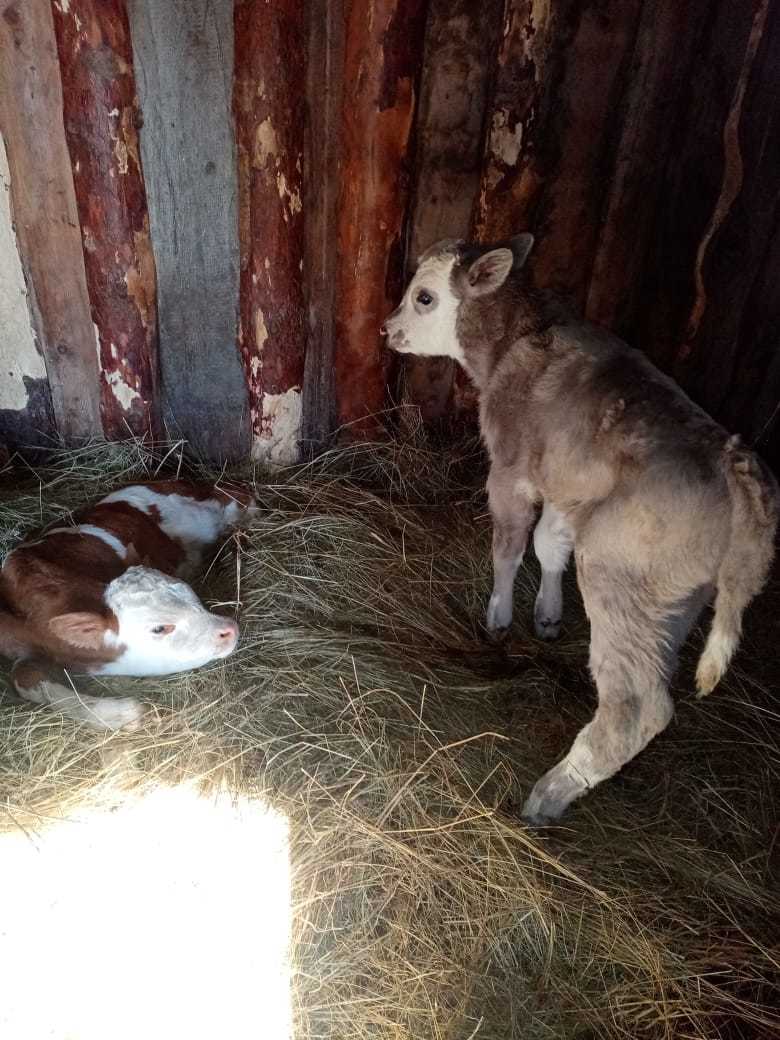 And yesterday our cow gave birth to two calves - My, Calf, Milota, Buryatia, Longpost