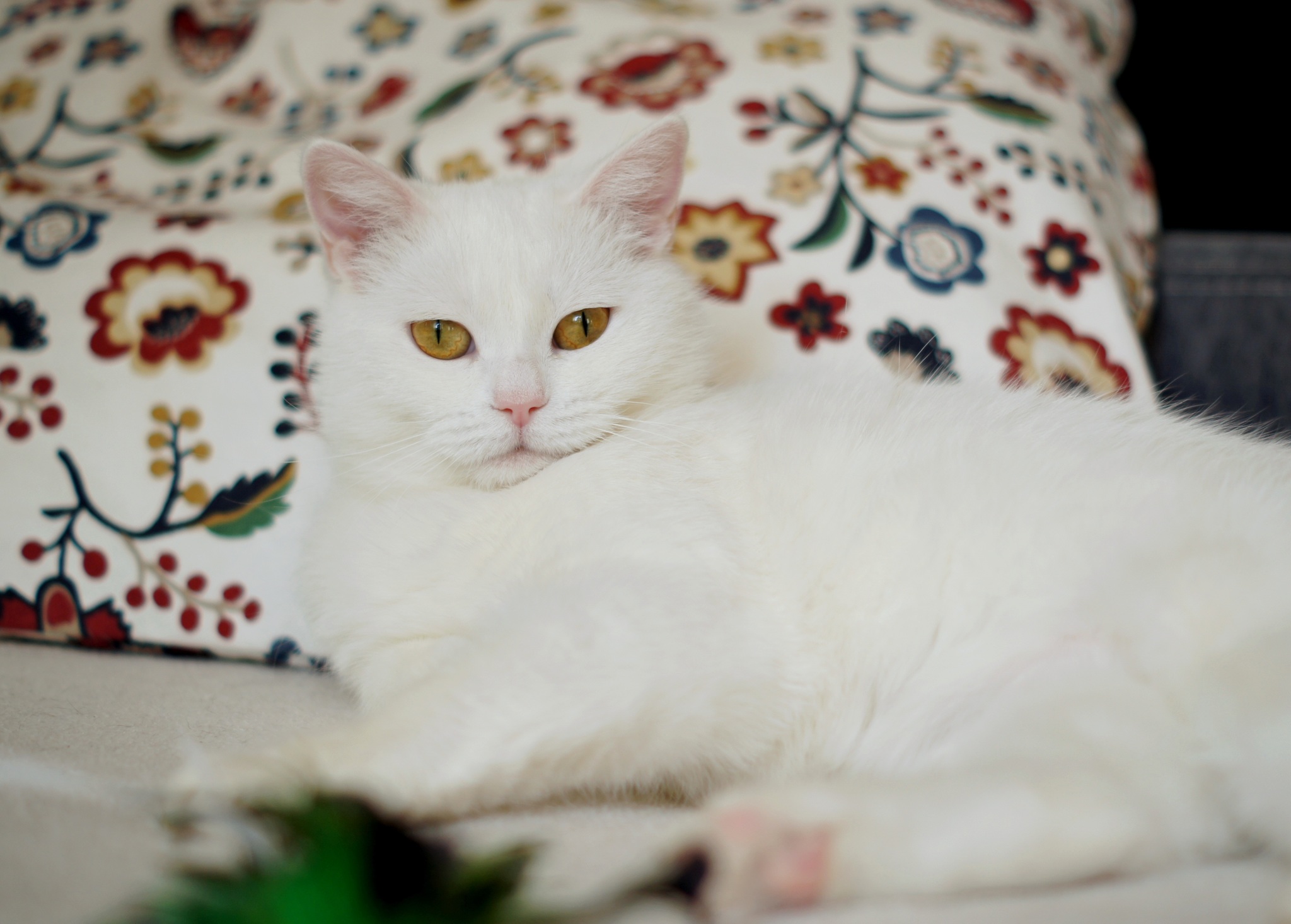 Tender Maggie is looking for a home! - My, cat, In good hands, Pets, Animals, Longpost, Moscow, Moscow region, No rating