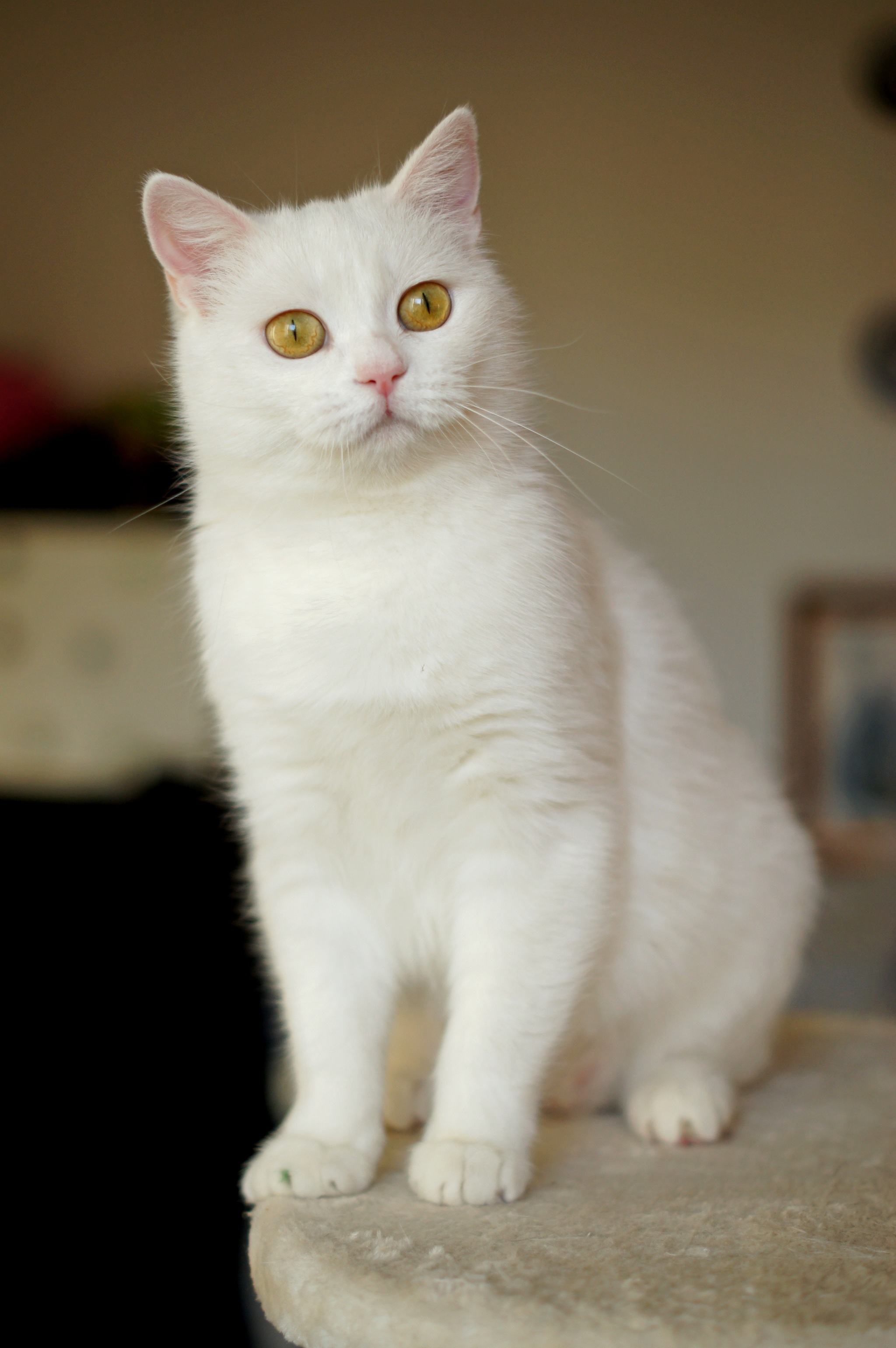 Tender Maggie is looking for a home! - My, cat, In good hands, Pets, Animals, Longpost, Moscow, Moscow region, No rating