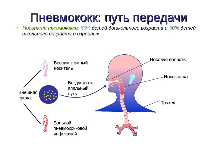 There are different types of pneumococci - Vaccine, Vaccination, Health, Longpost