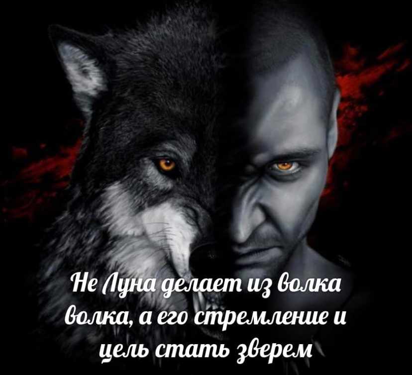 How Oleg comprehended already as a wolf - My, Wolf, Power, Will, Pursuit