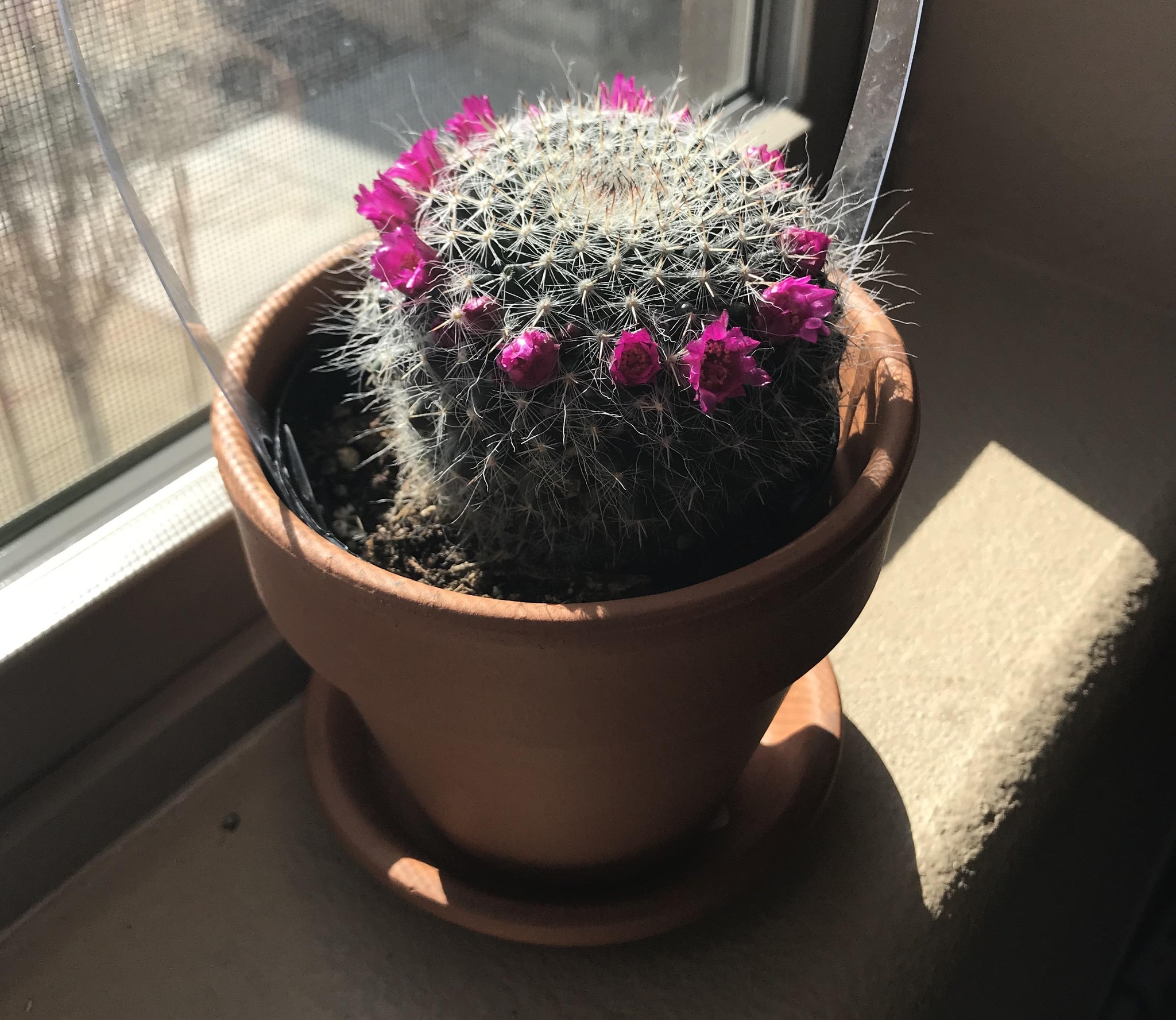 Crown cactus - Bloom, The photo, Cactus, Mammillaria