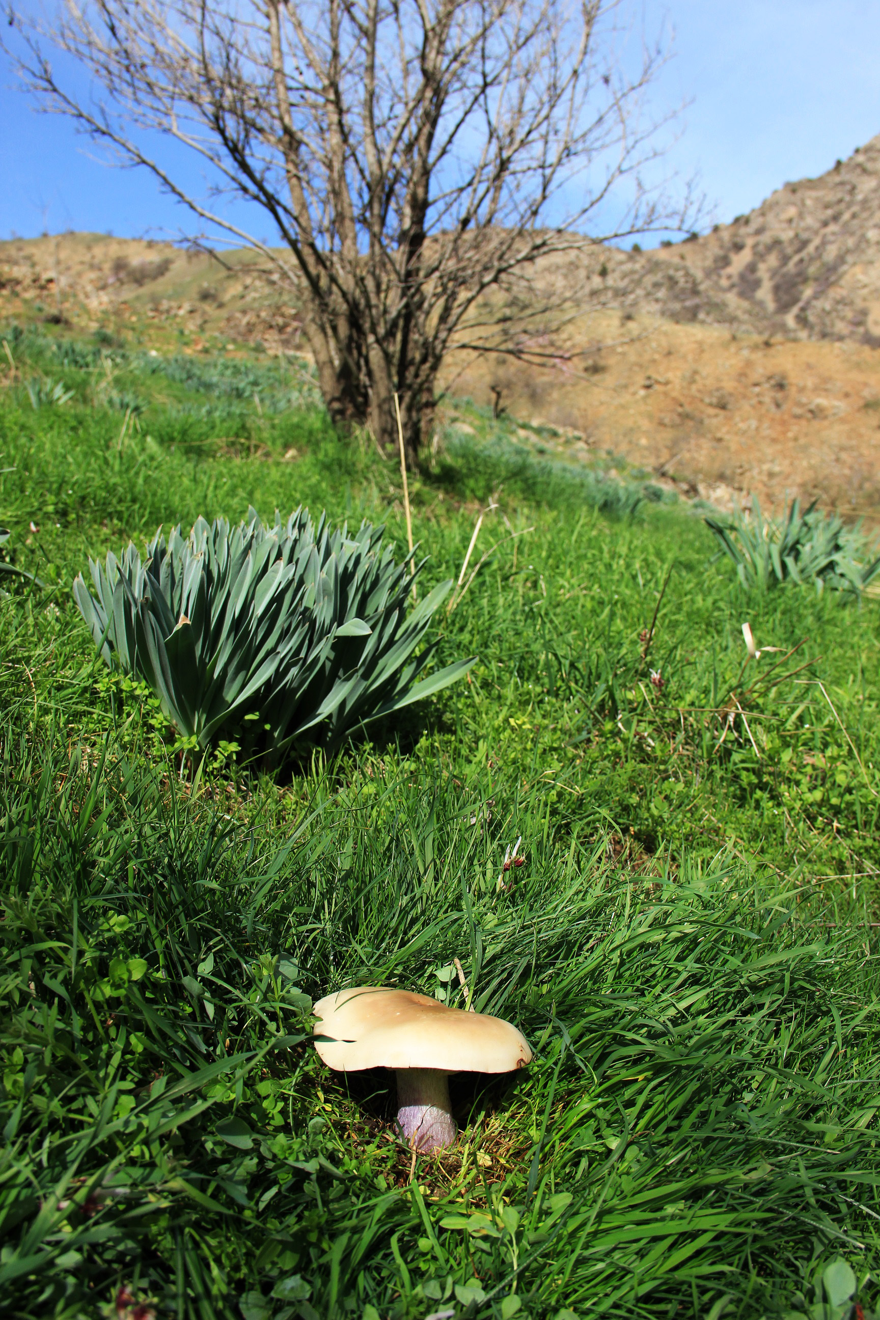Белый гриб в Таджикистане