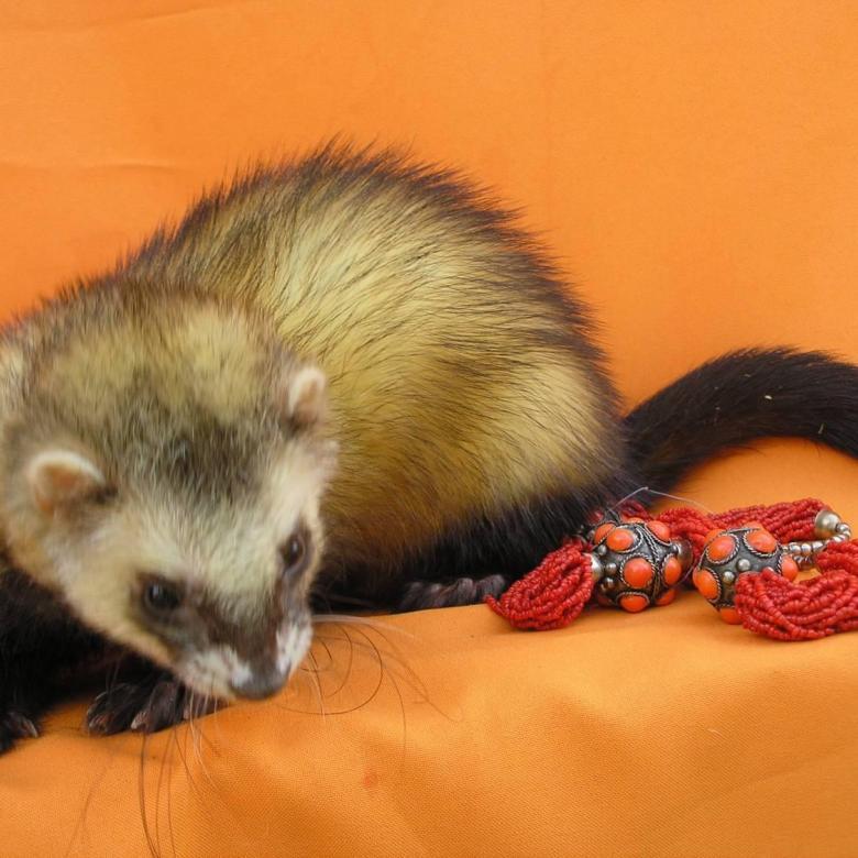 A pack of ferrets - Ferret, Milota, Longpost