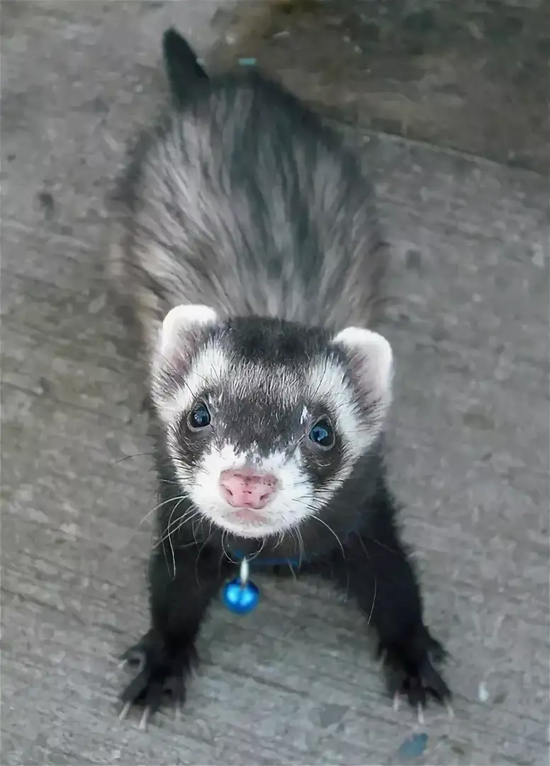 A pack of ferrets - Ferret, Milota, Longpost