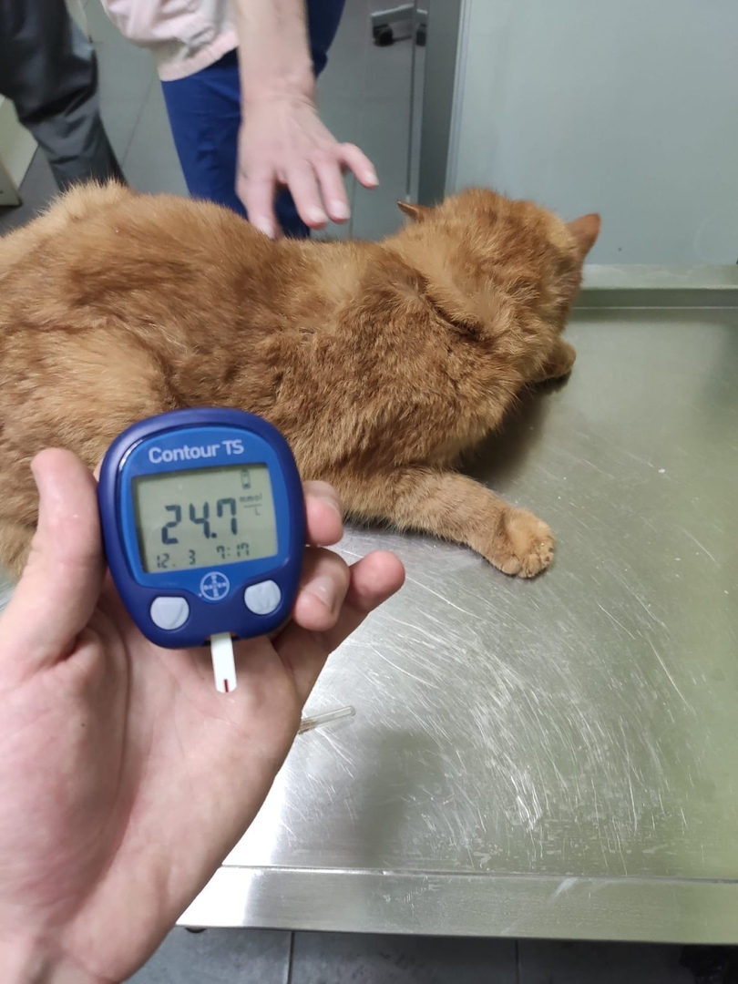 We decided to help a gentle ginger cat with an abscess. And they sailed. The cat turned out to be diabetic - My, cat, No rating, Diabetes, Video, Longpost, Negative