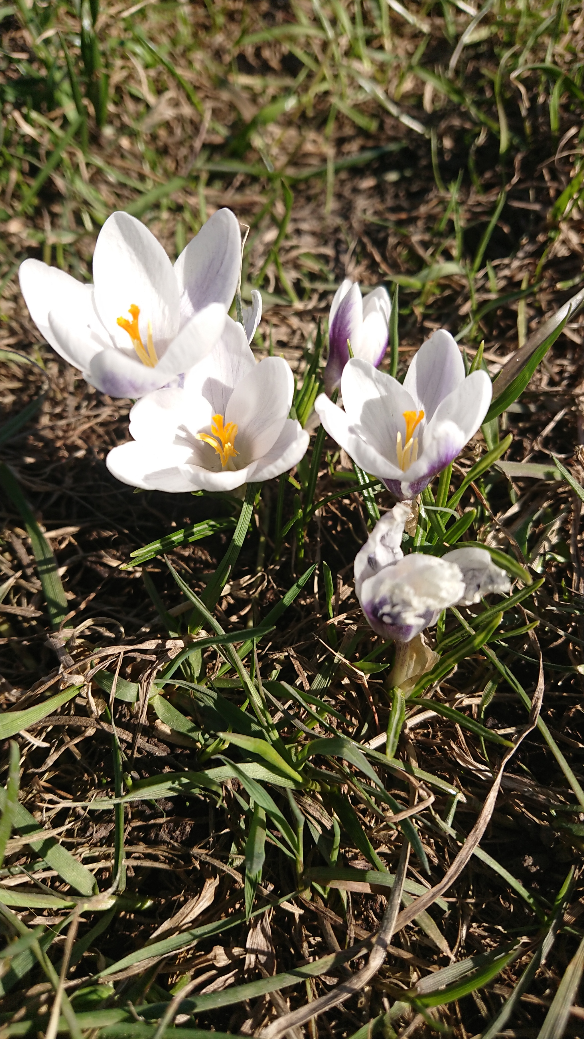 Just flowers near Rimskaya metro station - Flowers, Nature, Spring, Longpost, crocuses