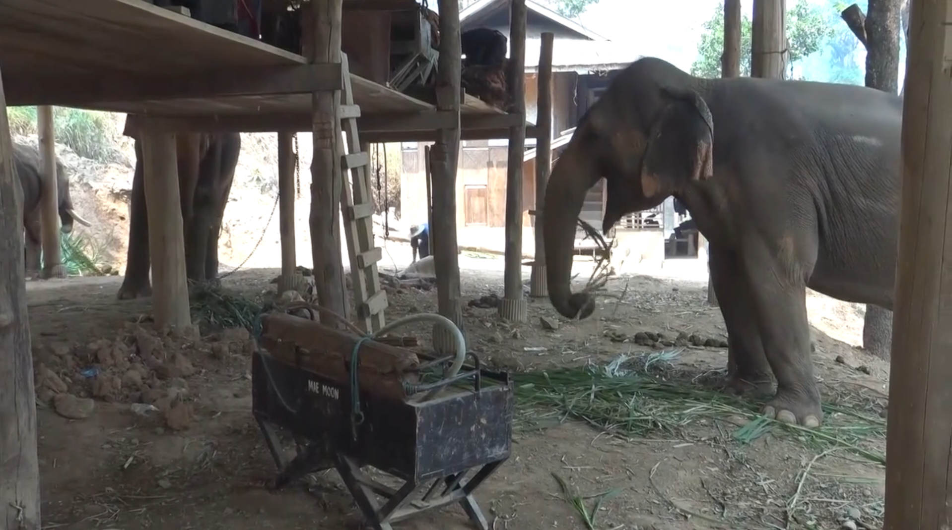 Dozens of elephants in Thailand have experienced true freedom - Elephants, Thailand, Animals