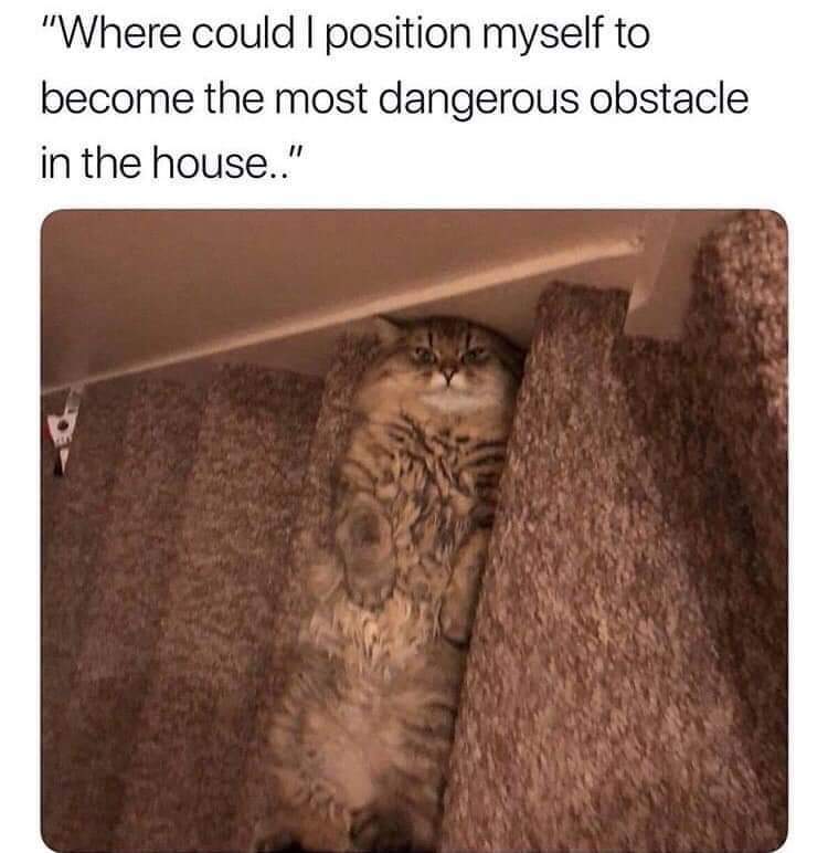 Where to lie down that would pose the greatest danger in the house - cat, Memes, Picture with text, Pets, Stairs