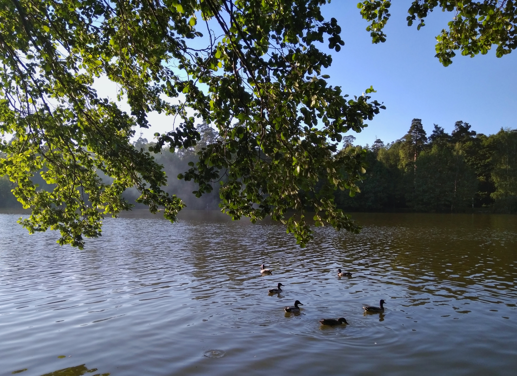 Beauty is all around us - My, Nature, Landscape, Summer, Lake, Air, beauty, beauty of nature, Russia