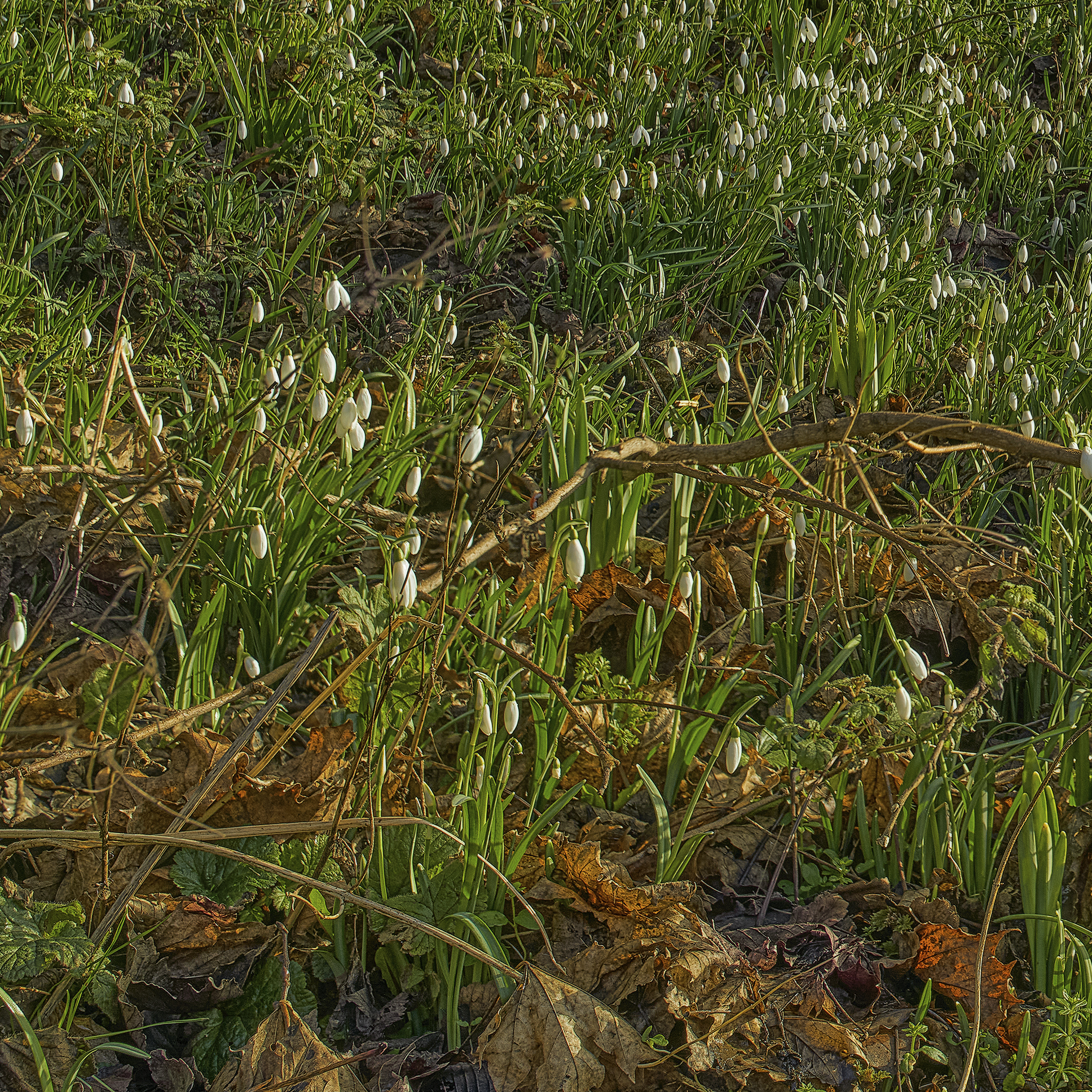 It will be spring - My, Scotland, Spring, Flowers, Snowdrops flowers, The park, The photo, Longpost