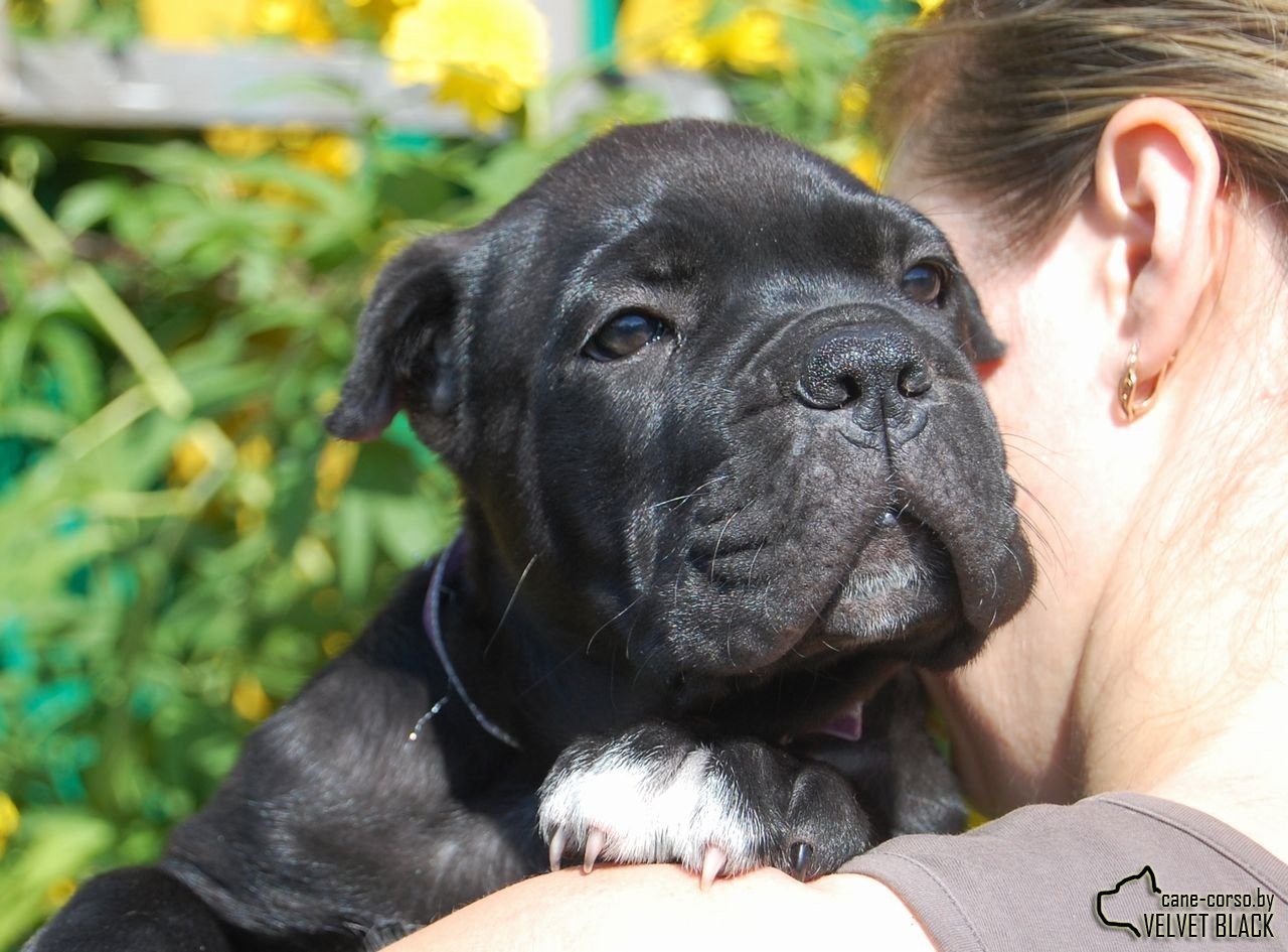 Cane-Corsica on handles - My, Cane Corso, Puppies, Milota, Dog, The photo, Longpost