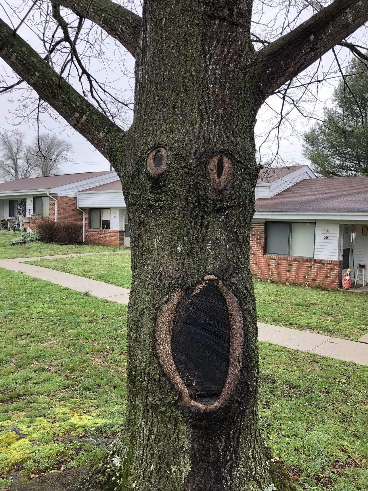 I'm shocked! - Tree, Pareidolia, Shock, The photo