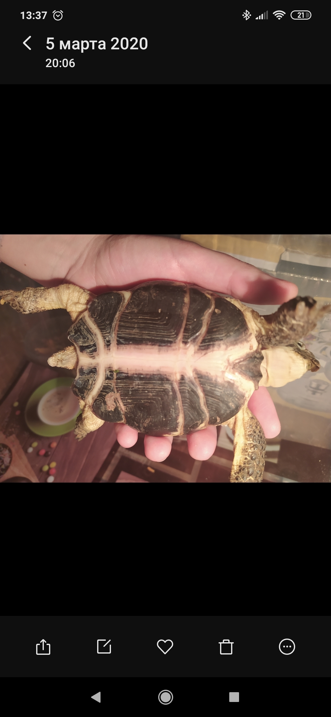 Need help, Central Asian tortoise - My, Turtle, Disease, Longpost