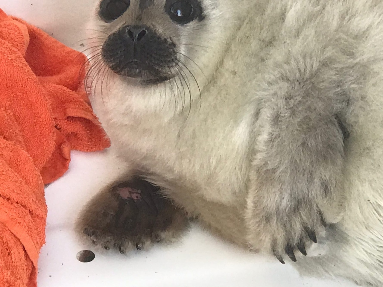 Kind St. Petersburg residents saved three more pinniped puppies - Seal, Puppies, Young, Saint Petersburg, Sestroretsk, Belek, Longpost, Positive