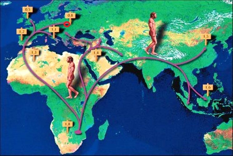 Those who moved away (Part one. Look how healthy you are! I bet you box a little) - My, Anthropology, Biology, Person, Evolution, The science, Facts, Brain, Archeology, GIF, Longpost