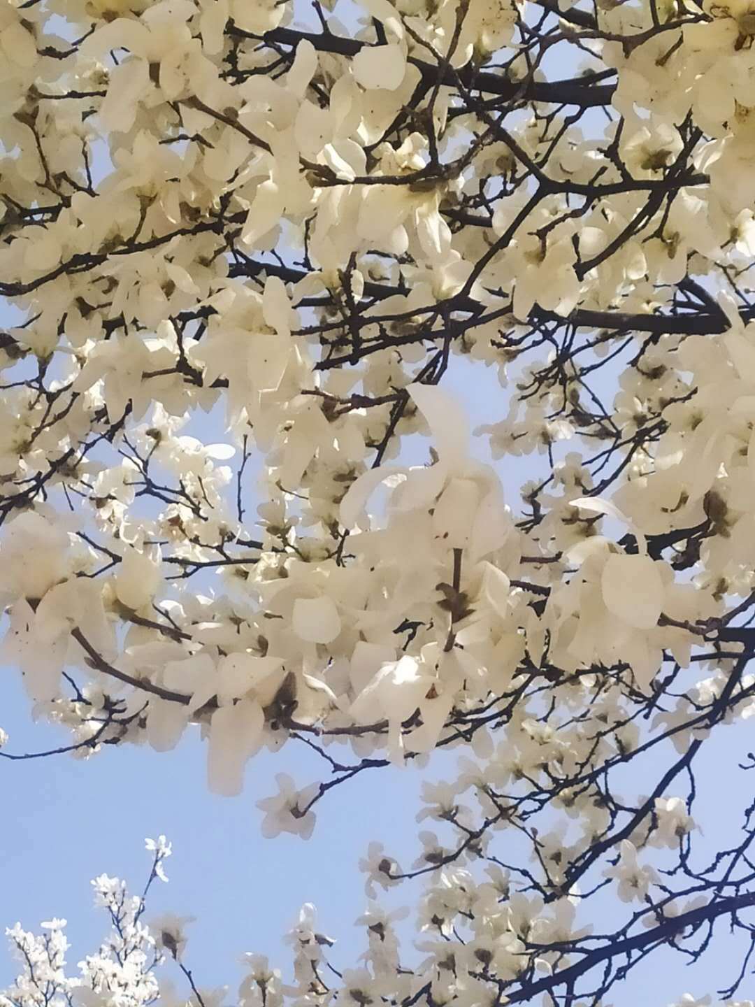 Cherry blossoms in China - My, China, Sakura, Flowers, Bloom, Longpost