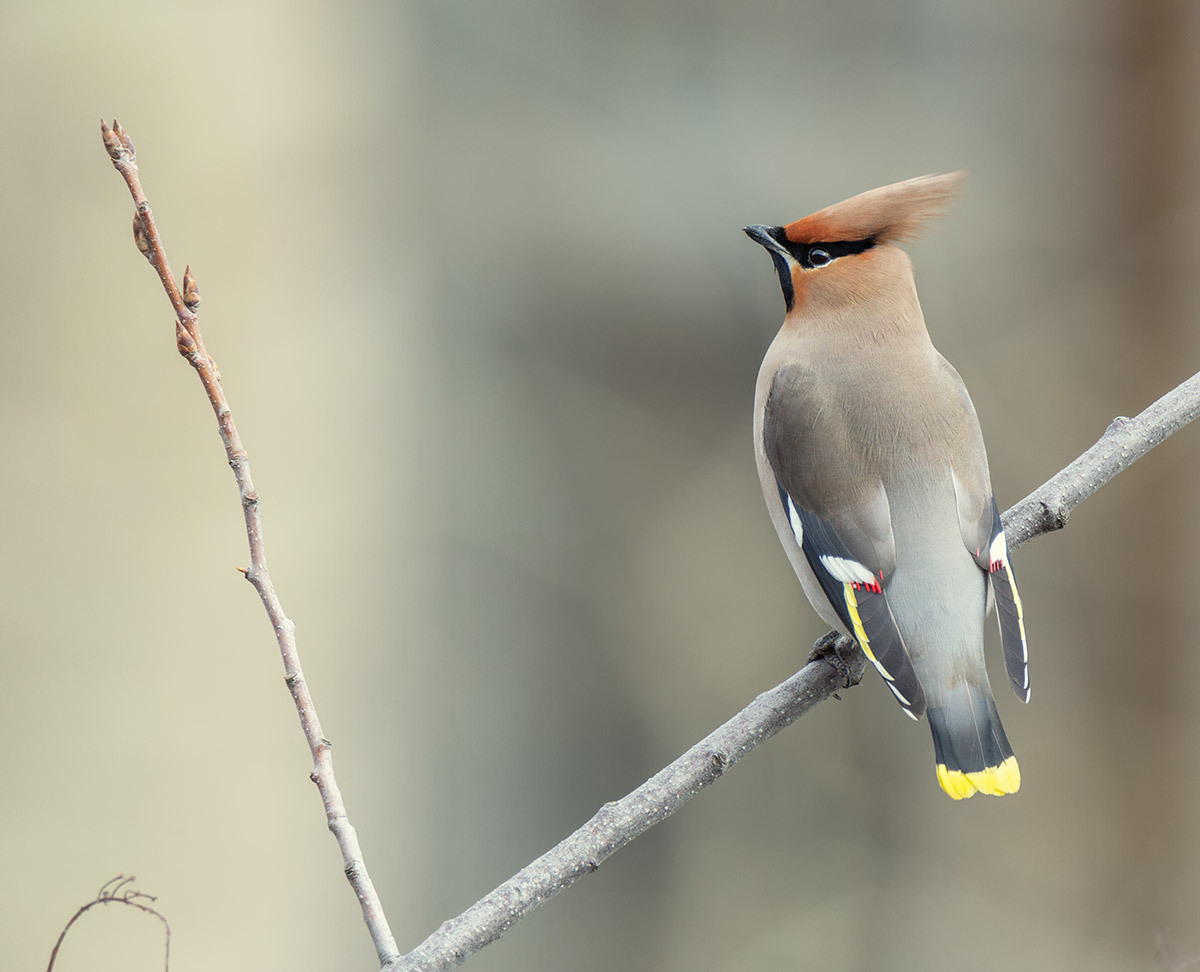 Waxwing - My, The photo, Birds, Waxwing, Animalistics, Bird watching, Canon 60d, Tamron, Longpost