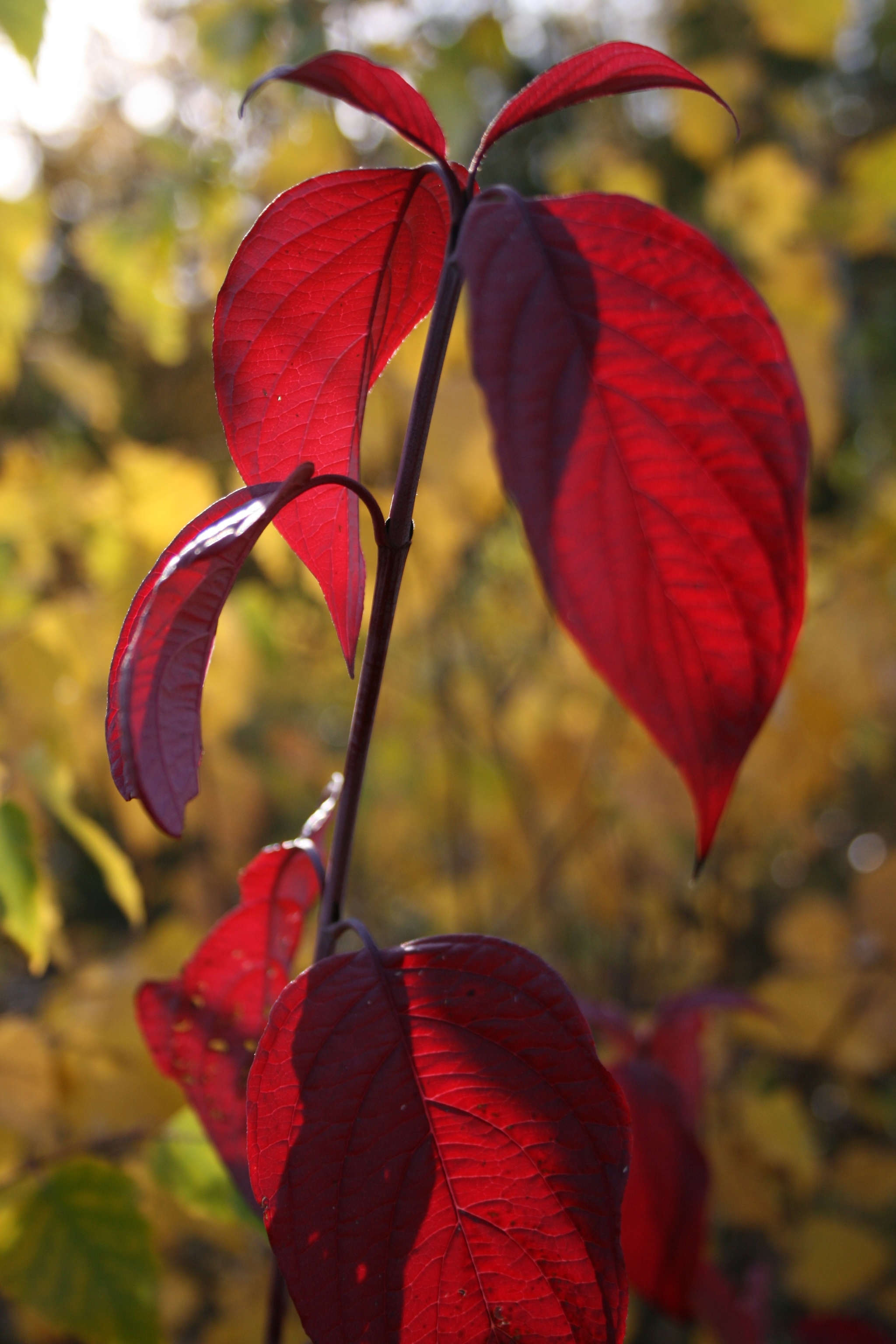 Yakutia, Olekminsky ulus, a little autumn. - My, Yakutia, Olekminsk, Taiga, Weekend, Autumn, Chalet, Longpost, The photo