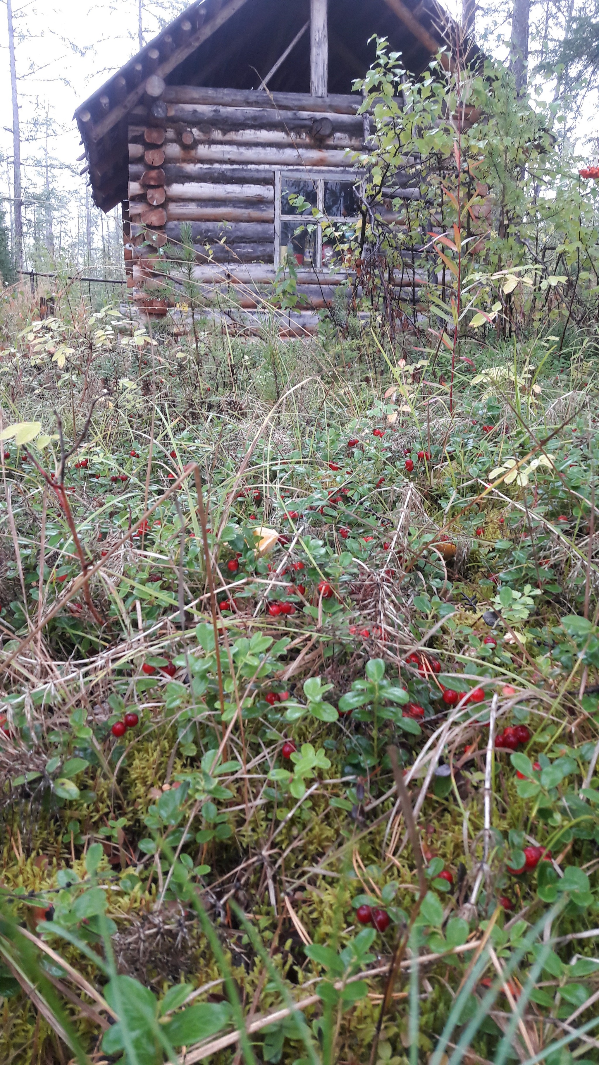 Yakutia, Olekminsky ulus, a little autumn. - My, Yakutia, Olekminsk, Taiga, Weekend, Autumn, Chalet, Longpost, The photo