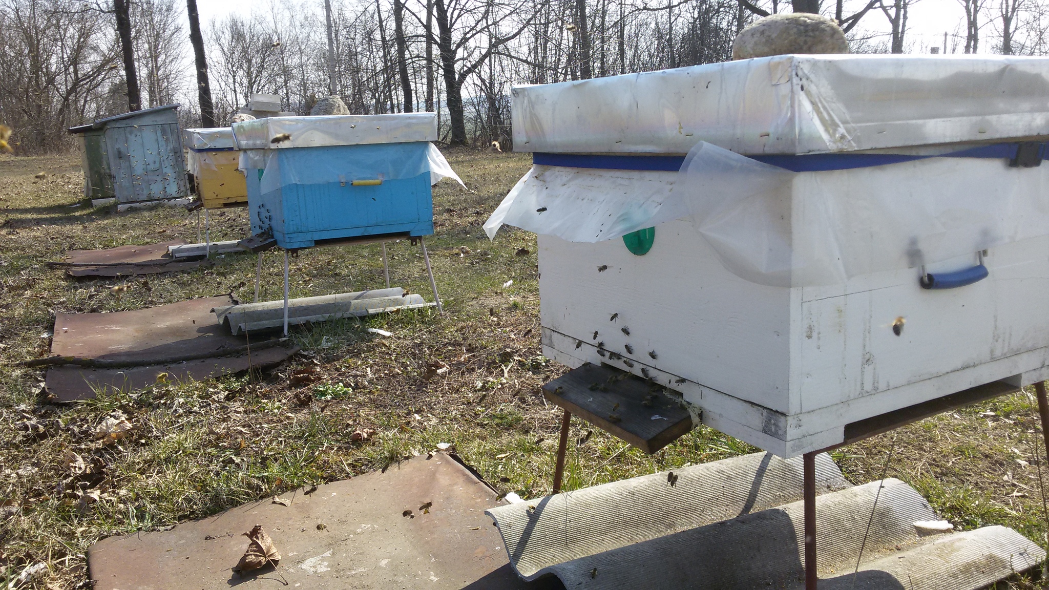 The bees woke up - My, Bees, Spring, Apiary, Longpost