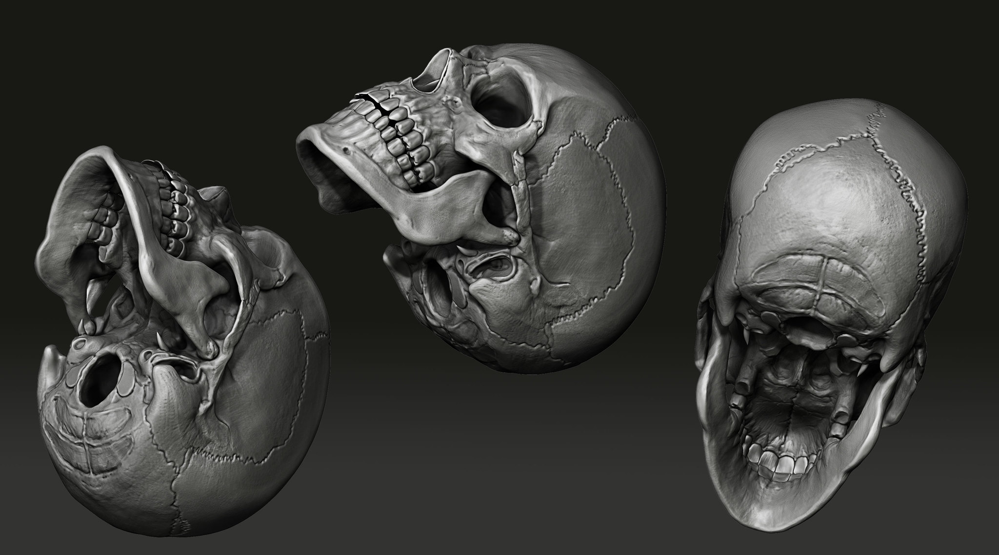 Scull. Realistic model. Study work - My, 3D, Zbrush, Scull, Computer graphics, Sculpting, Longpost