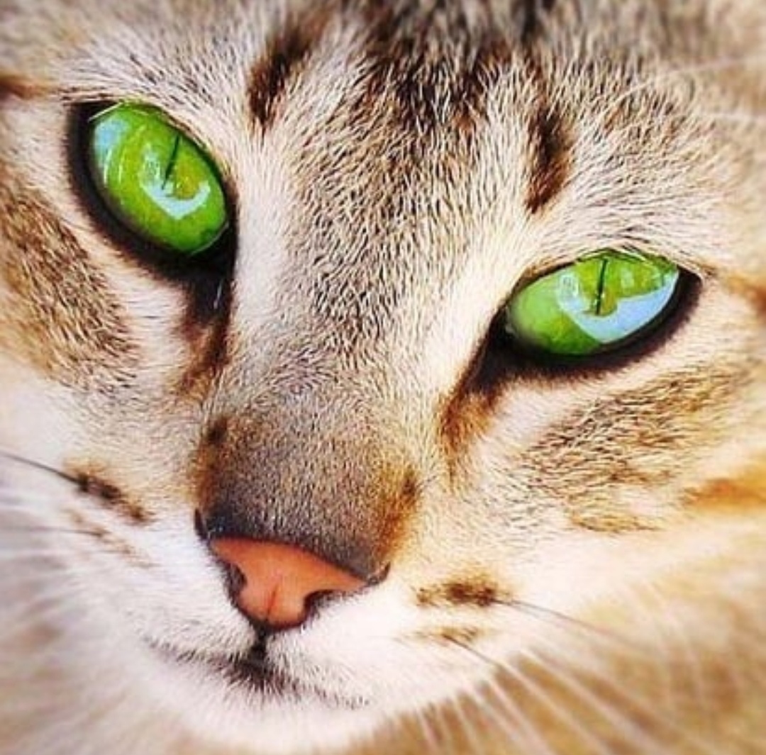 Blue or green - cat, Catomafia, Milota, Eyes