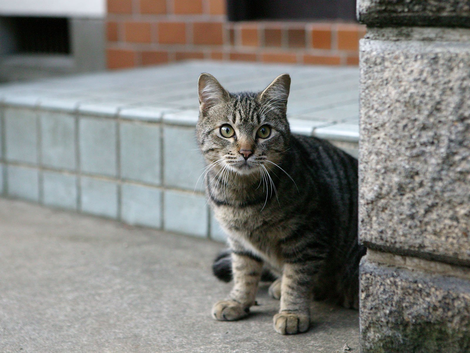 Cuteness - Catomafia, cat, Milota