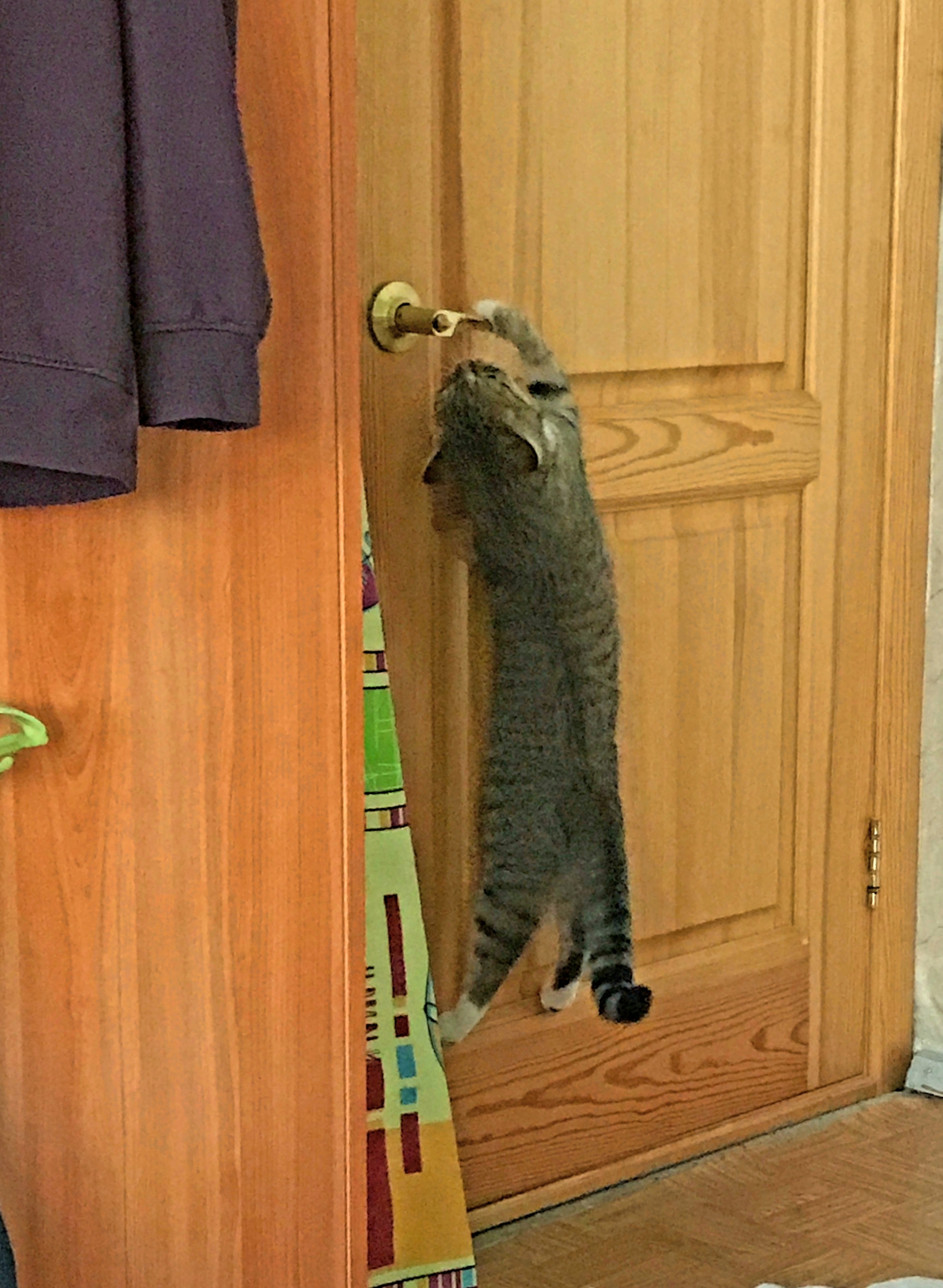 It’s okay, I can open it myself! - My, cat, Door, Pen