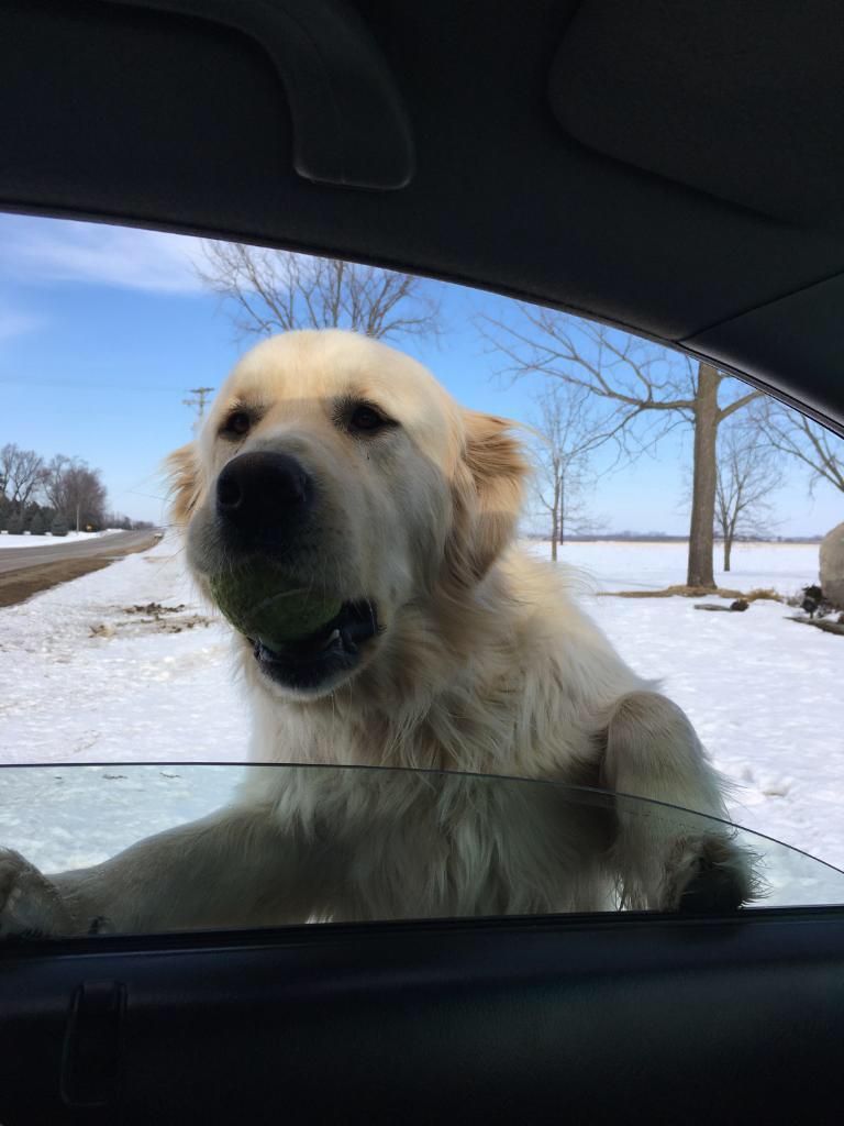 When you stop your car in an unfamiliar place and suddenly a polar bear appears with a ball - Dog, Auto, Tennis ball, Milota, From the network