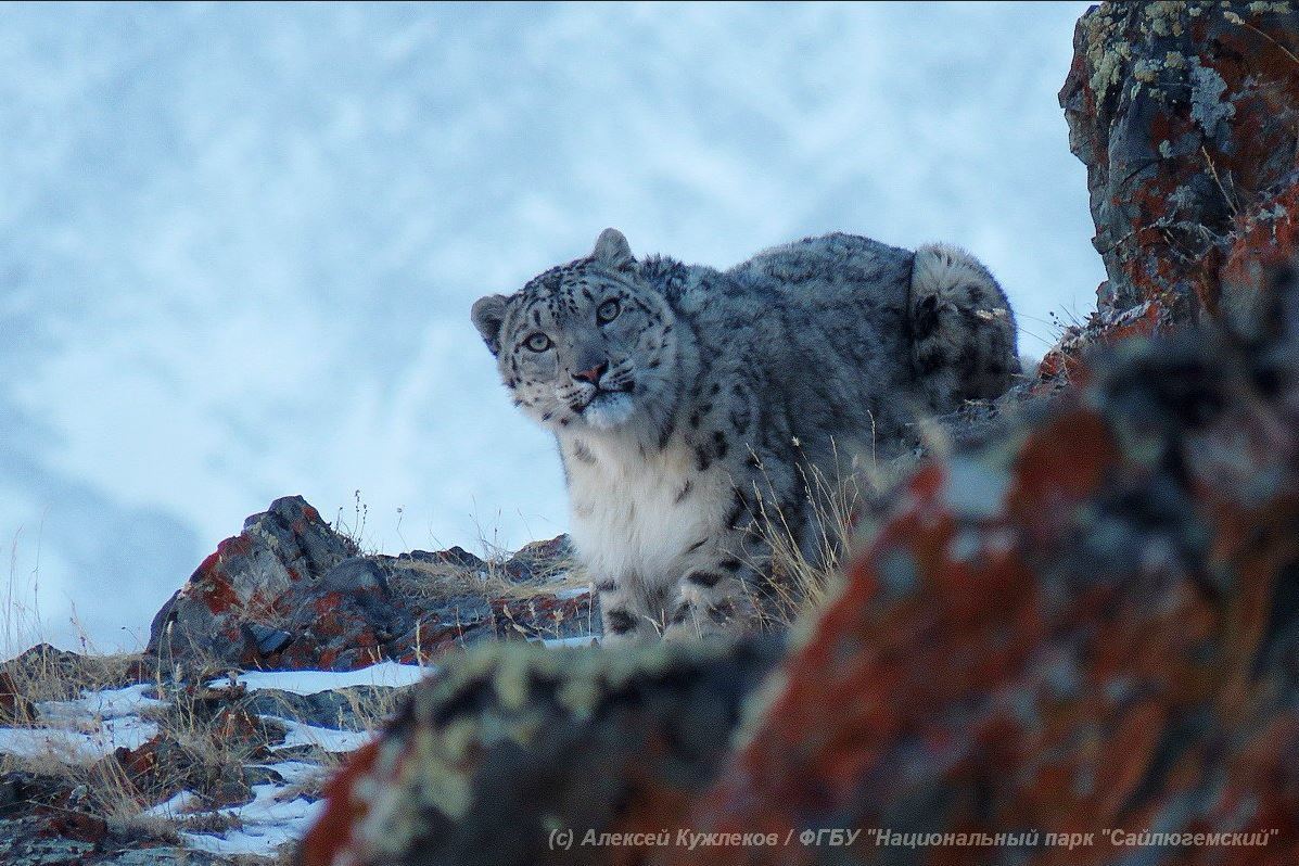 Снимок снежного барса с 20 метров - Снежный барс, Природа, The National Geographic