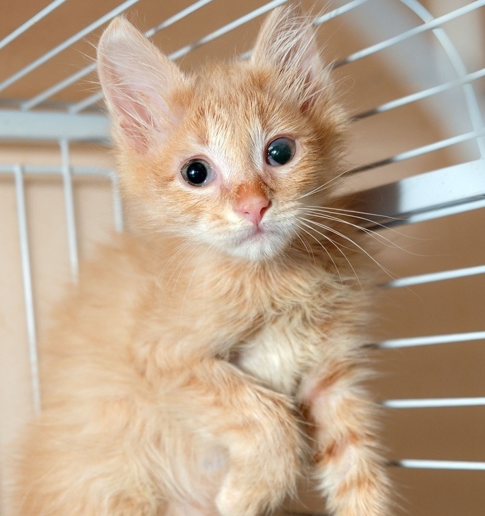 How the kitten Kolobok was rescued - our touching story - My, Murkosh shelter, Animal shelter, cat, Touching, Real life story, Help, Longpost