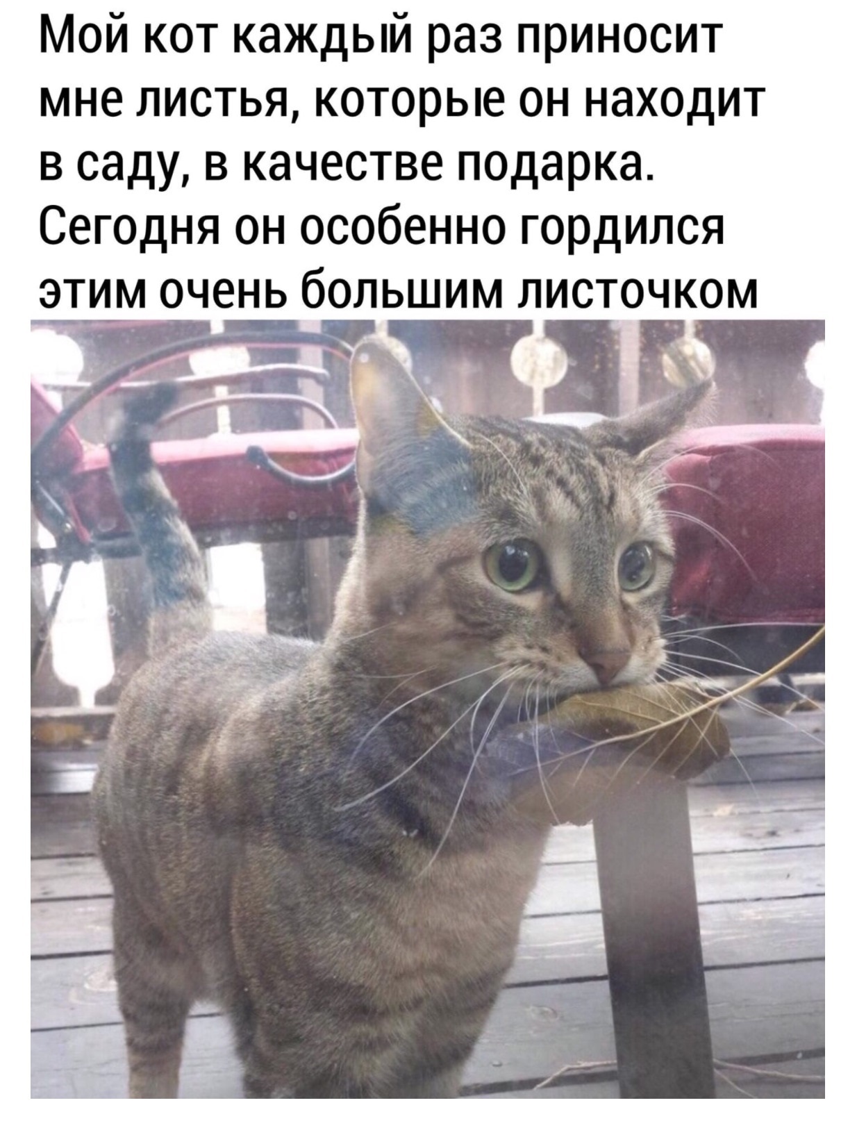 Каждый кот