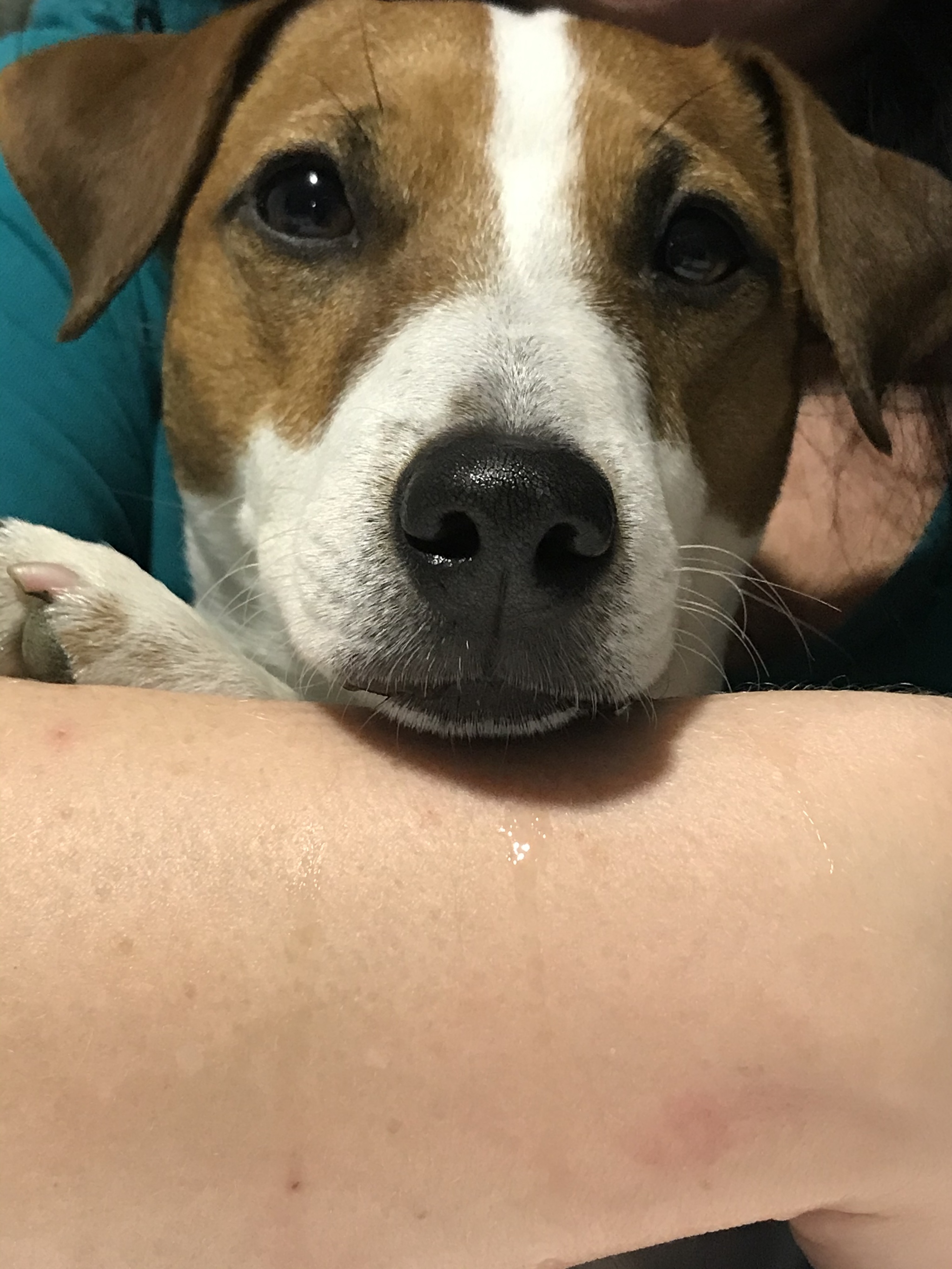 About the dog and the bread - My, Jack Russell Terrier, Dog, Longpost, Pets