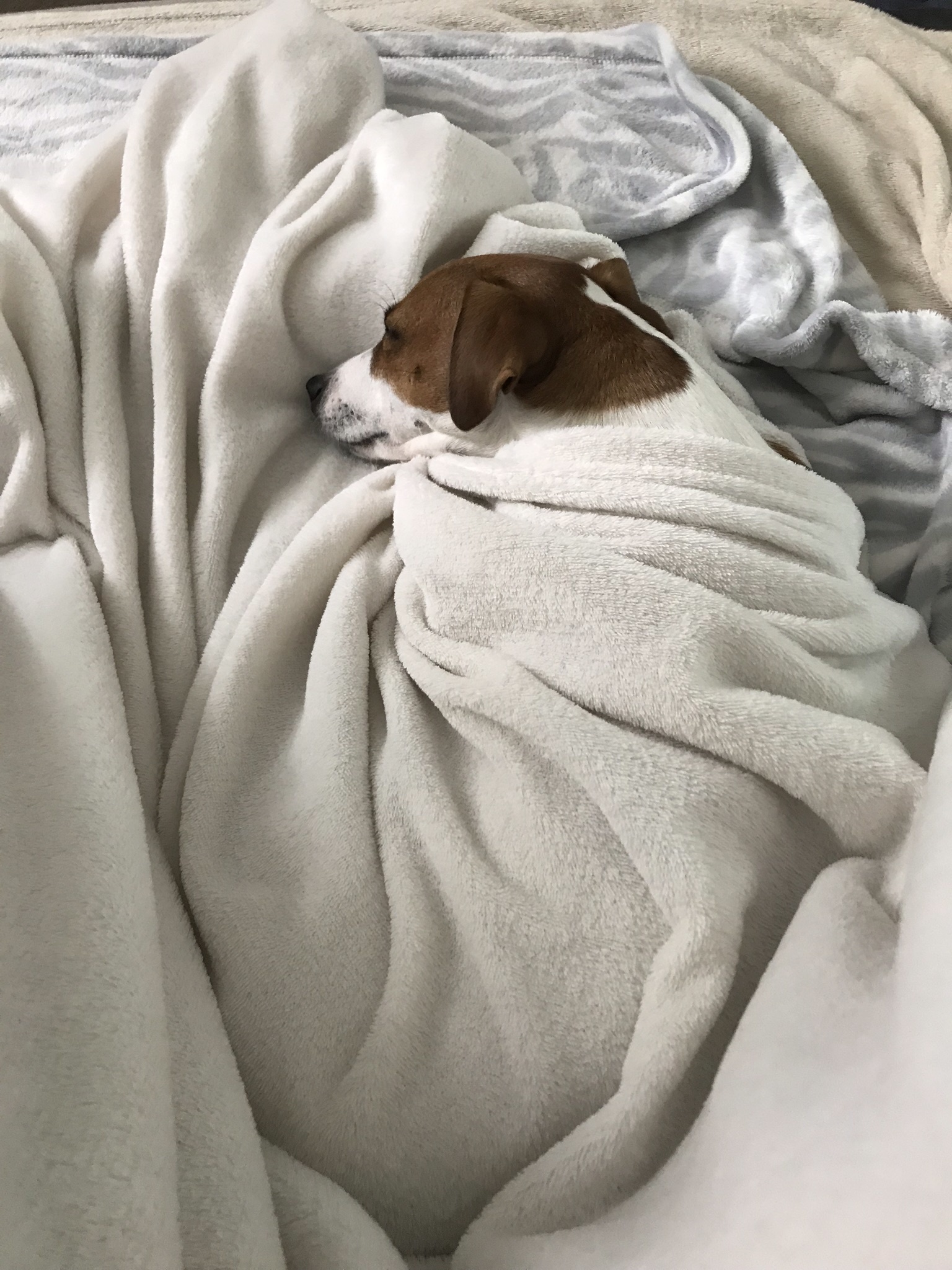 About the dog and the bread - My, Jack Russell Terrier, Dog, Longpost, Pets