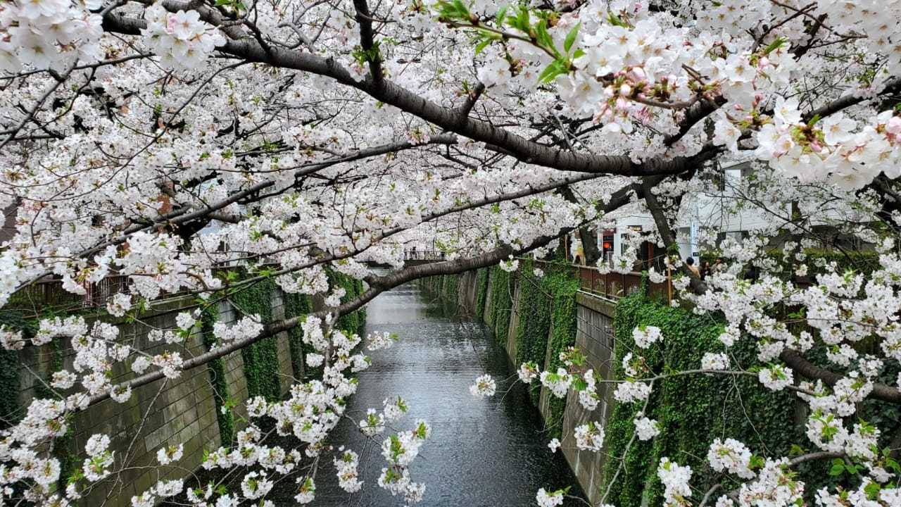 Cherry blossoms - Khans, Sakura, Bloom, Japan, Nature, beauty, The photo, Longpost