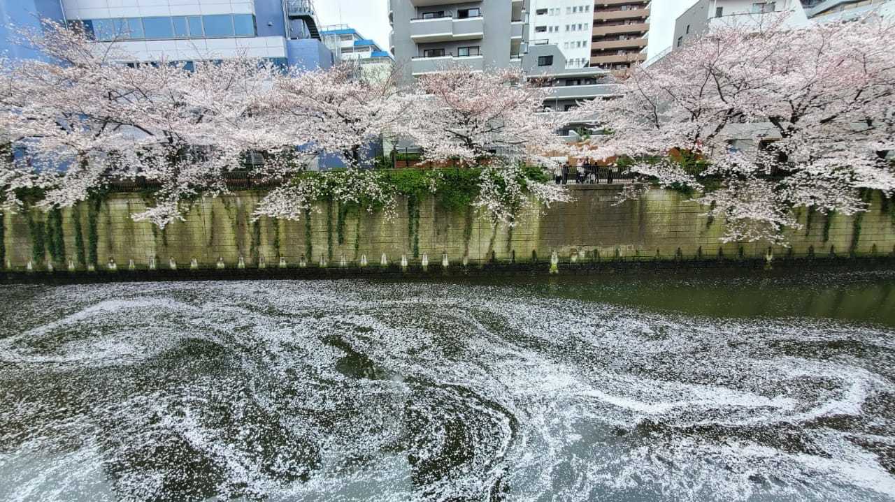 Cherry blossoms - Khans, Sakura, Bloom, Japan, Nature, beauty, The photo, Longpost