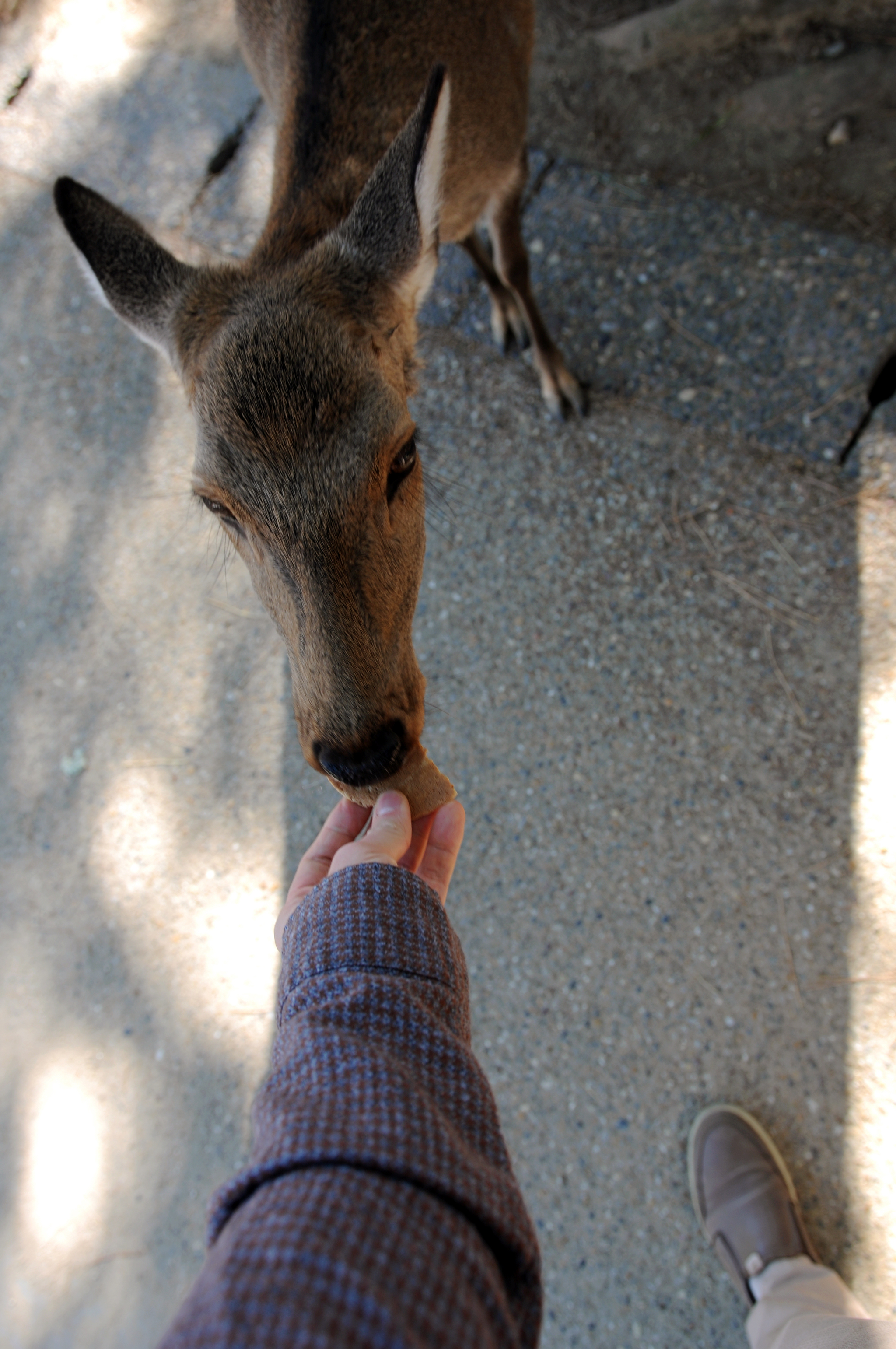 Nara Park (Nara, Japan) - My, Japan, Nara, Osaka, Deer, Fawn, The park, Longpost