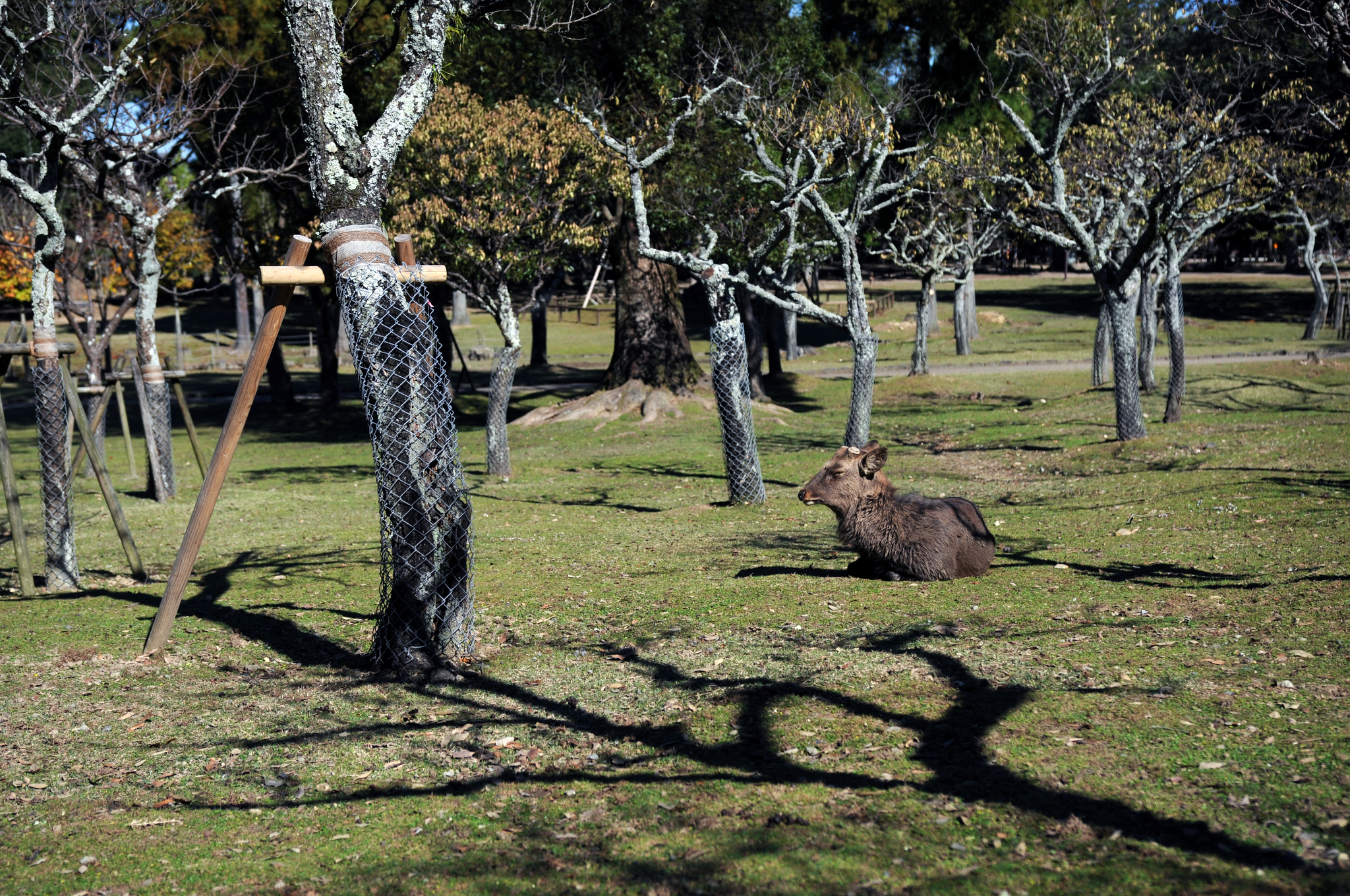 Nara Park (Nara, Japan) - My, Japan, Nara, Osaka, Deer, Fawn, The park, Longpost