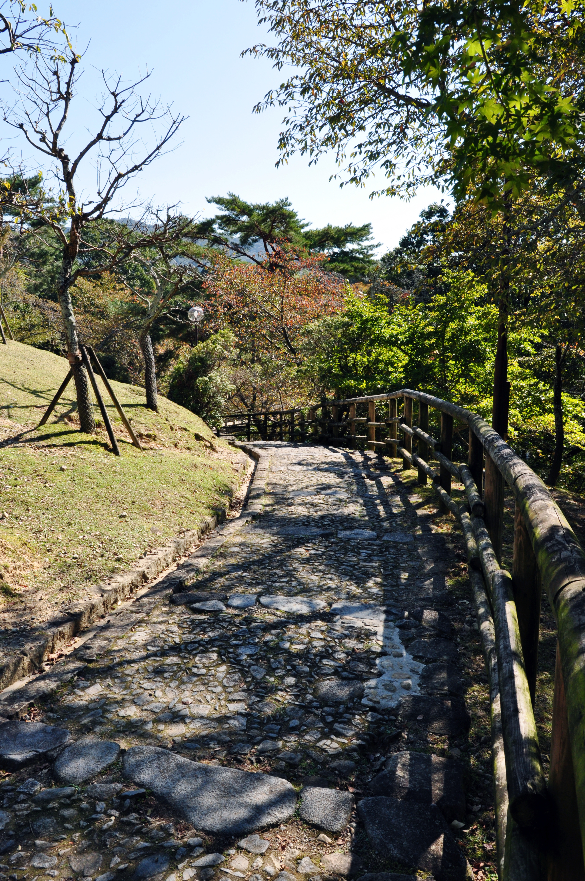 Nara Park (Nara, Japan) - My, Japan, Nara, Osaka, Deer, Fawn, The park, Longpost