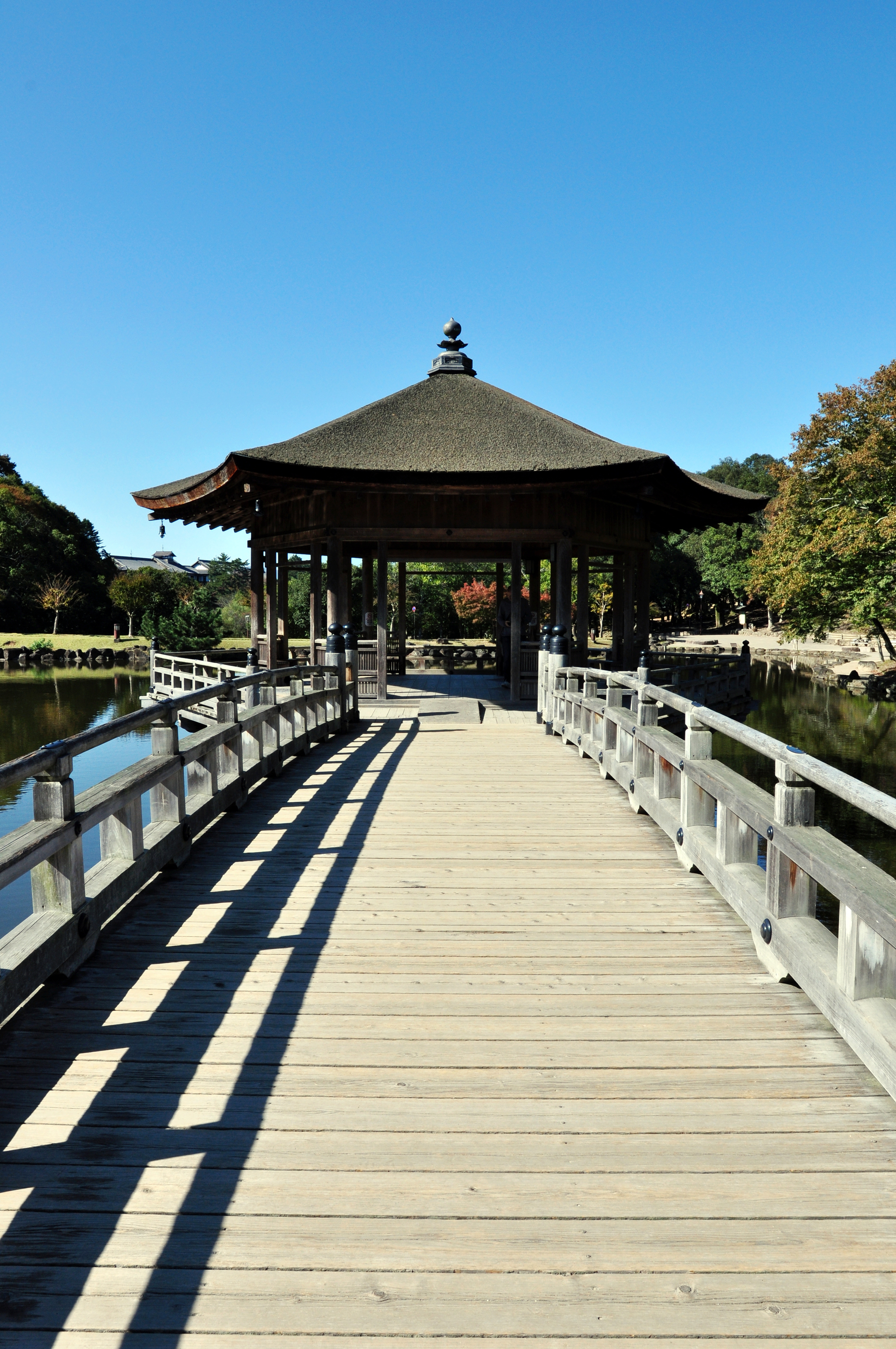 Nara Park (Nara, Japan) - My, Japan, Nara, Osaka, Deer, Fawn, The park, Longpost