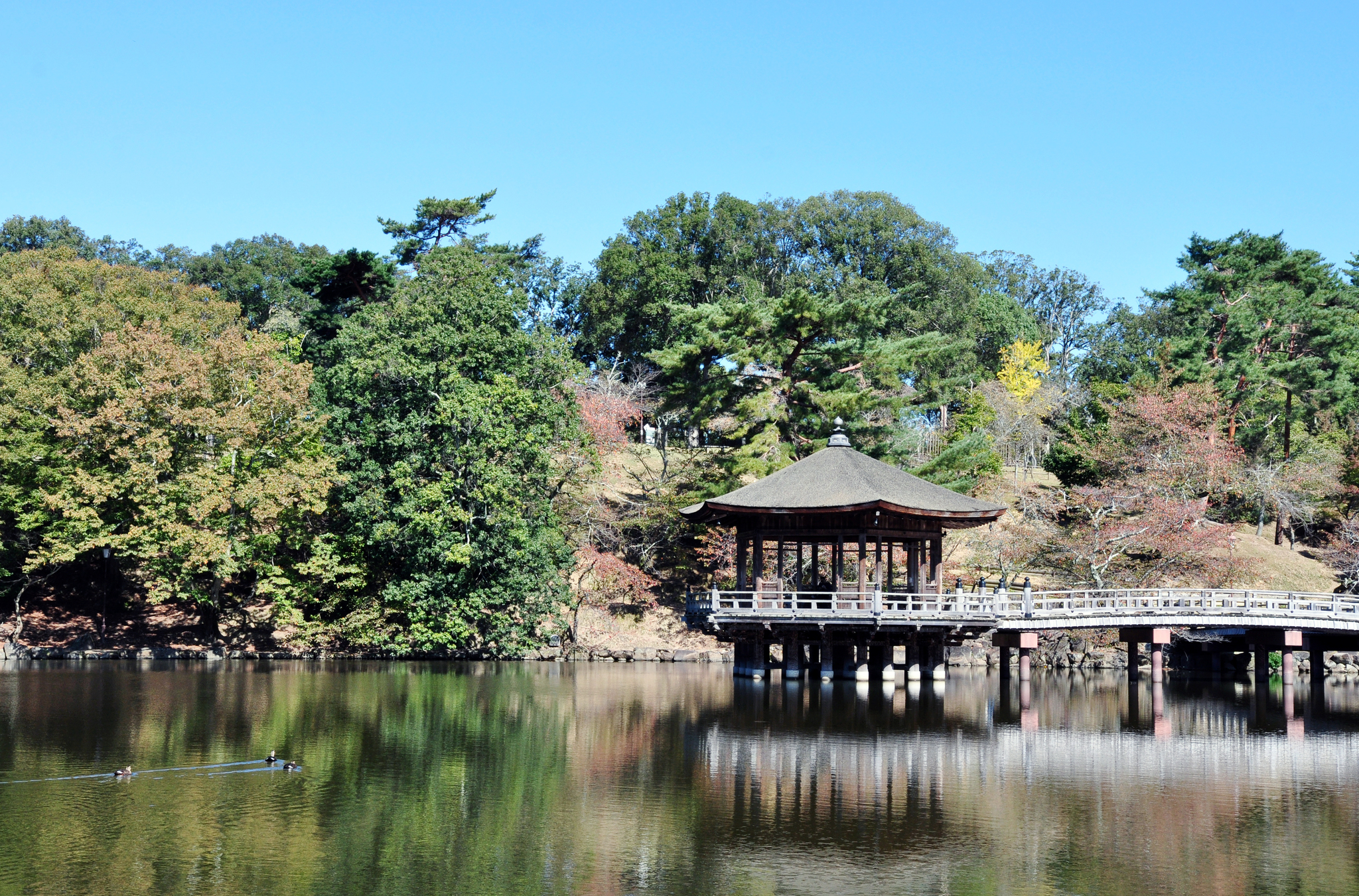 Nara Park (Nara, Japan) - My, Japan, Nara, Osaka, Deer, Fawn, The park, Longpost