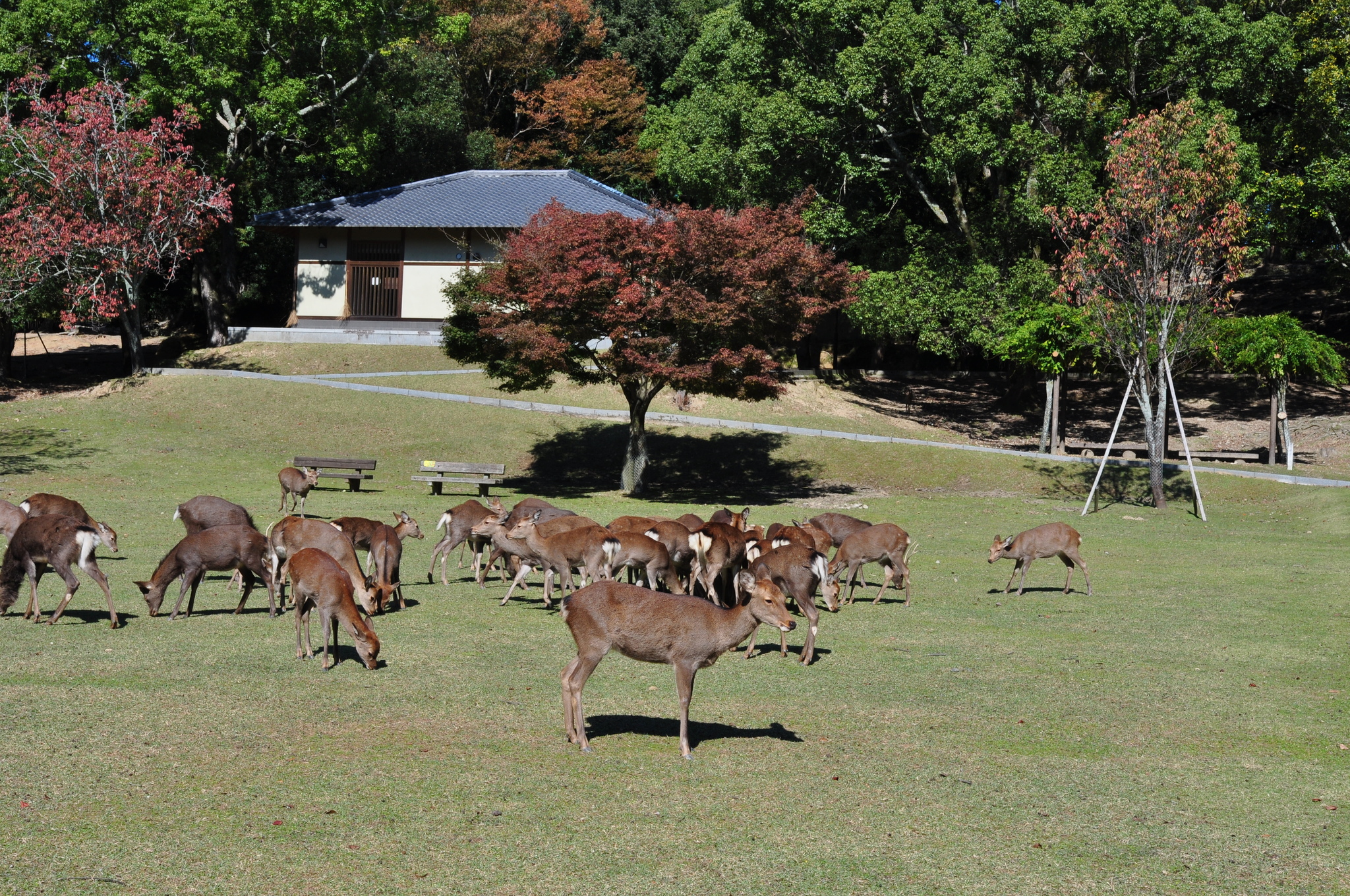 Nara Park (Nara, Japan) - My, Japan, Nara, Osaka, Deer, Fawn, The park, Longpost