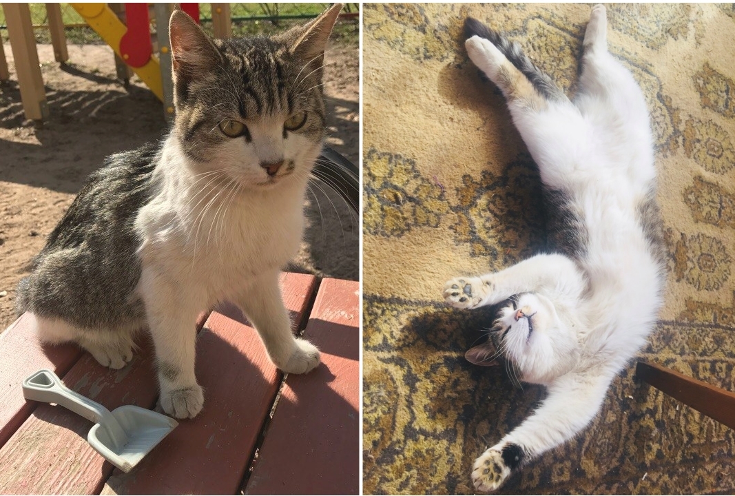 Before and after - my cat Belka, who refused to eat for two weeks - My, cat, Animal Rescue, Quarantine, It Was-It Was