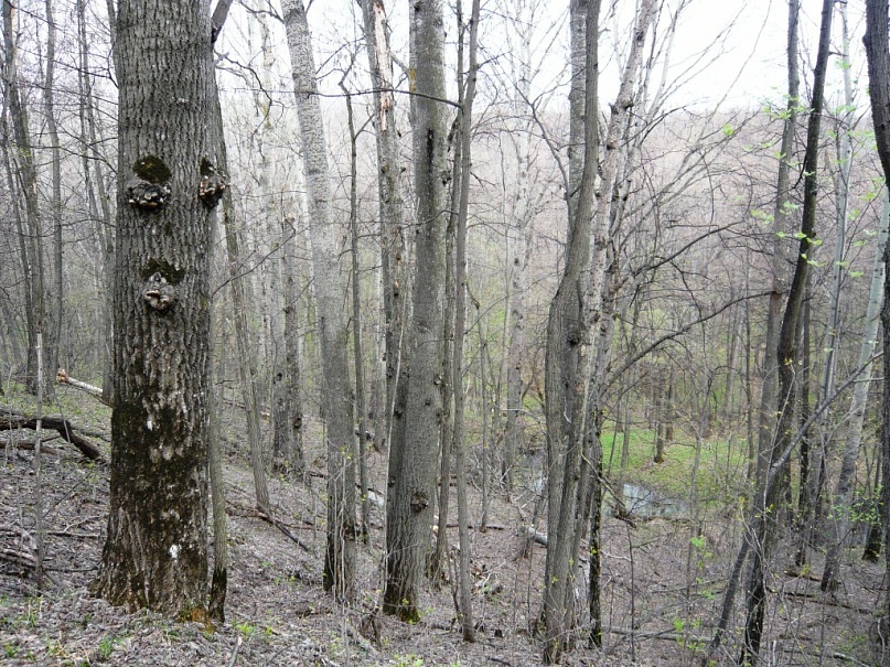 150,000,000 BC - My, Paleontology, Longpost, Nature, The photo, Ammonite