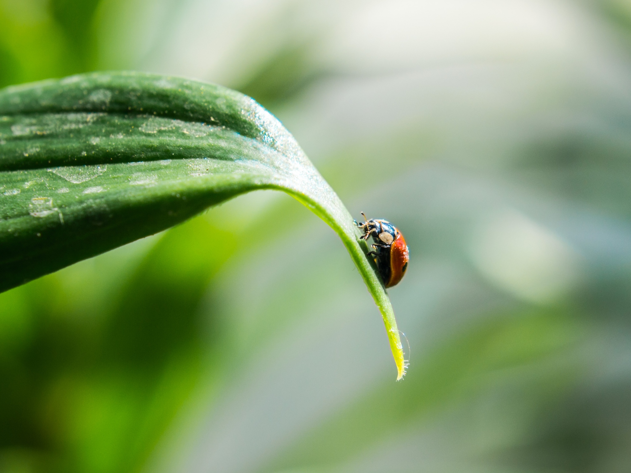 Summer - My, The photo, Beginning photographer, Nikon, Summer, Longpost, ladybug, Insects