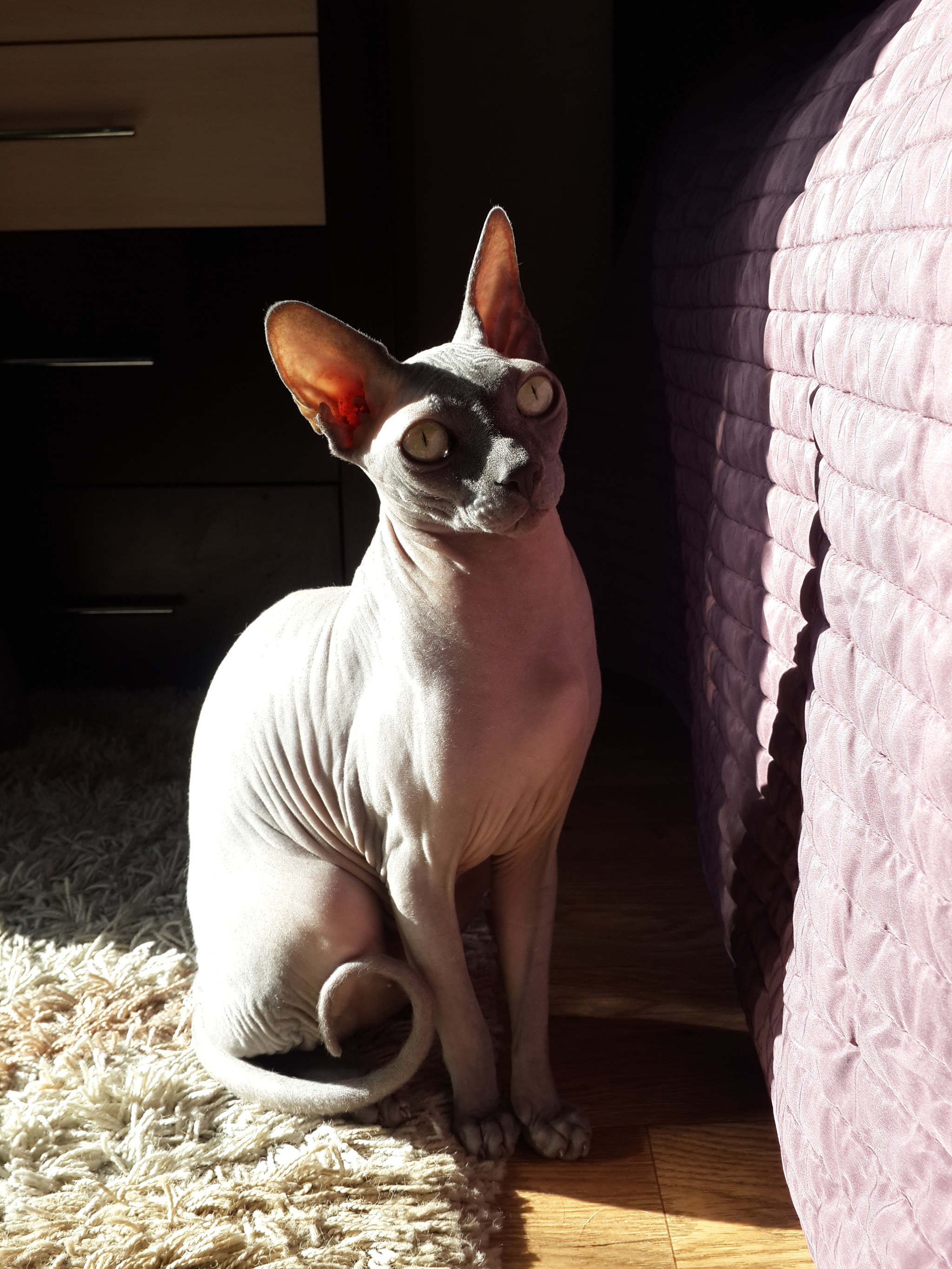 Sunny cat - My, cat, Canadian sphinx, The sun